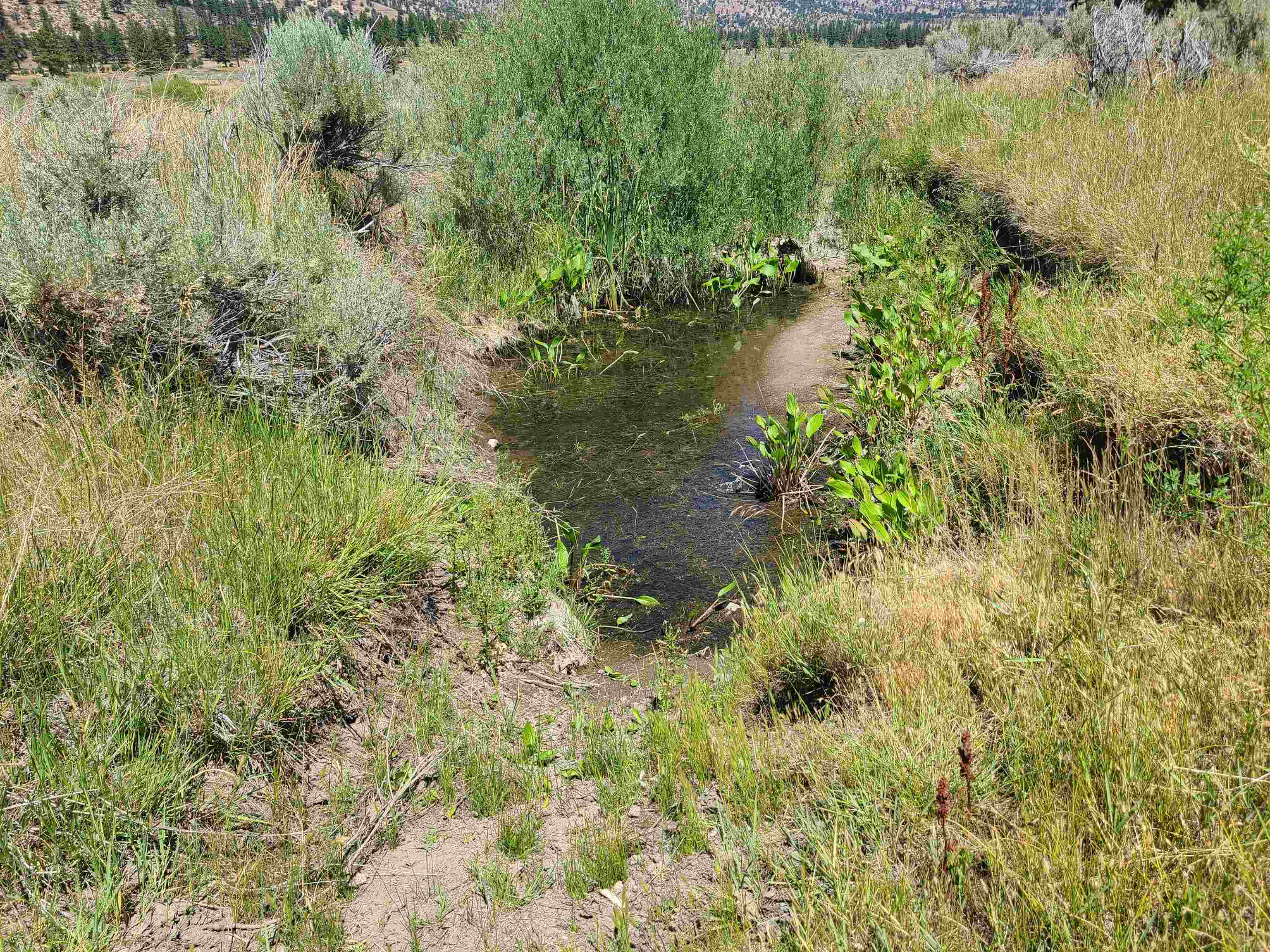 414-000 Scott Road Doyle, CA 96109 - Photo 10 of 20 a view of a lake with a yard