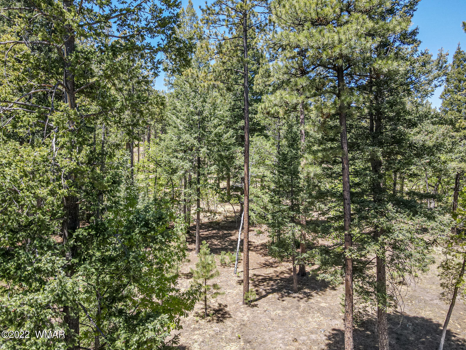 11 County Road Alpine, AZ 85920 - Photo 13 of 16