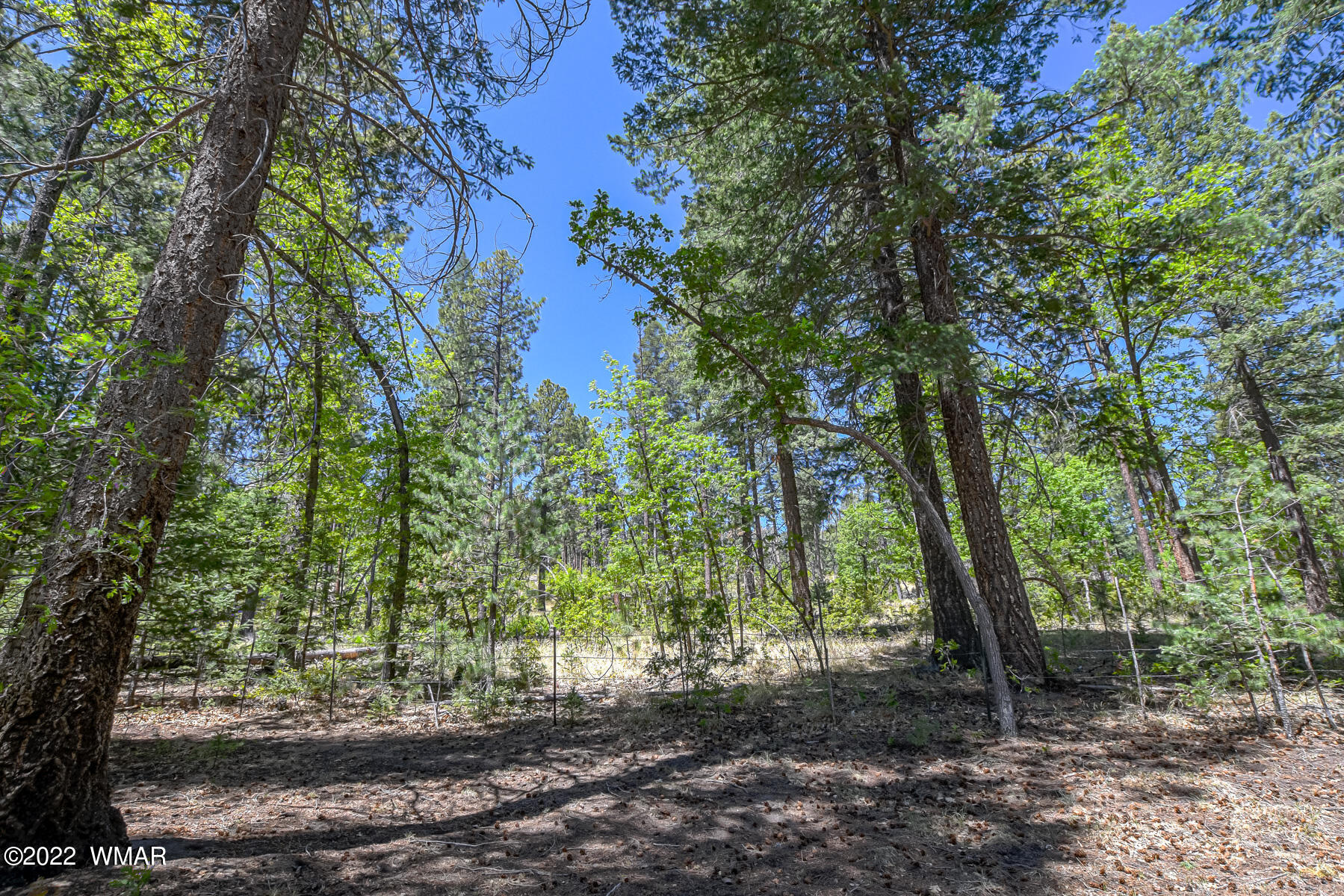 11 County Road Alpine, AZ 85920 - Photo 6 of 16