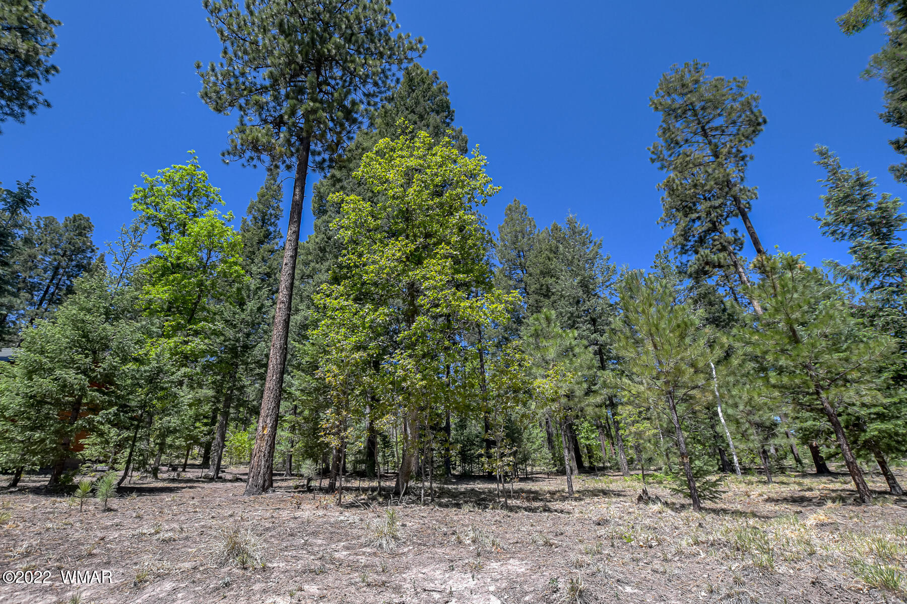 11 County Road Alpine, AZ 85920 - Photo 7 of 16