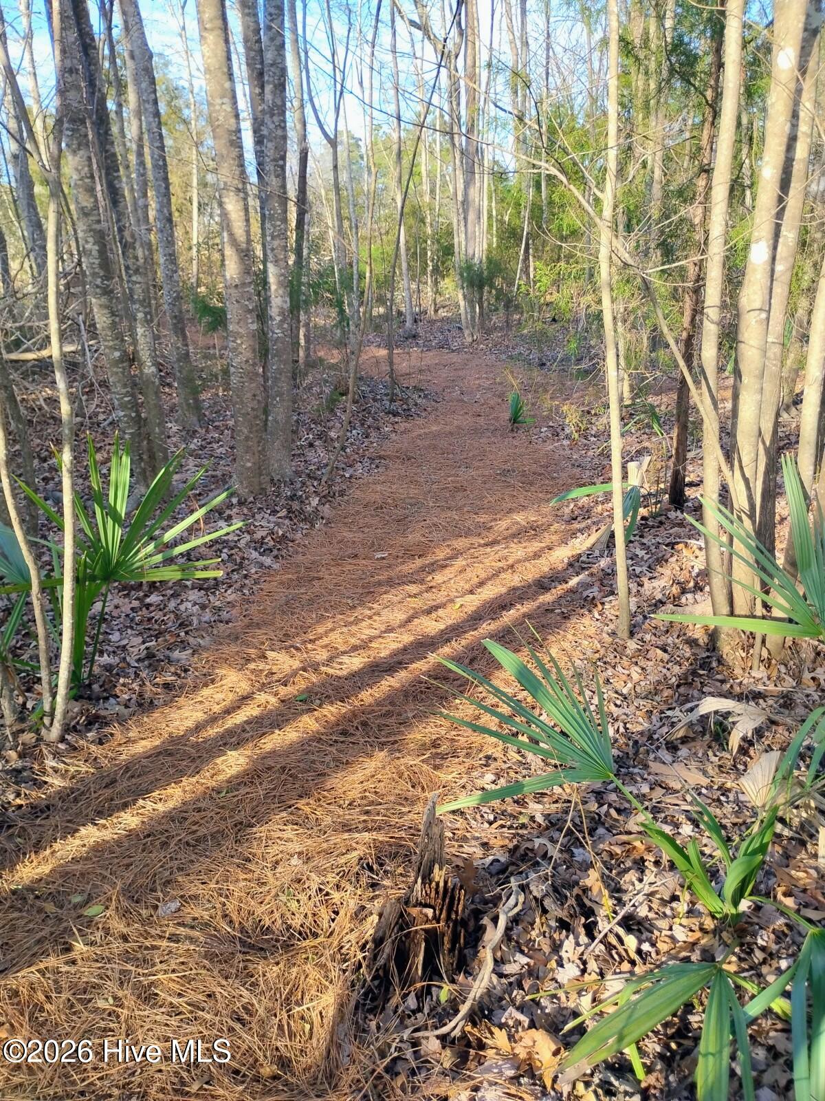 40 Alligator Creek Road Merritt, NC 28556 - Photo 6 of 14 Walking path