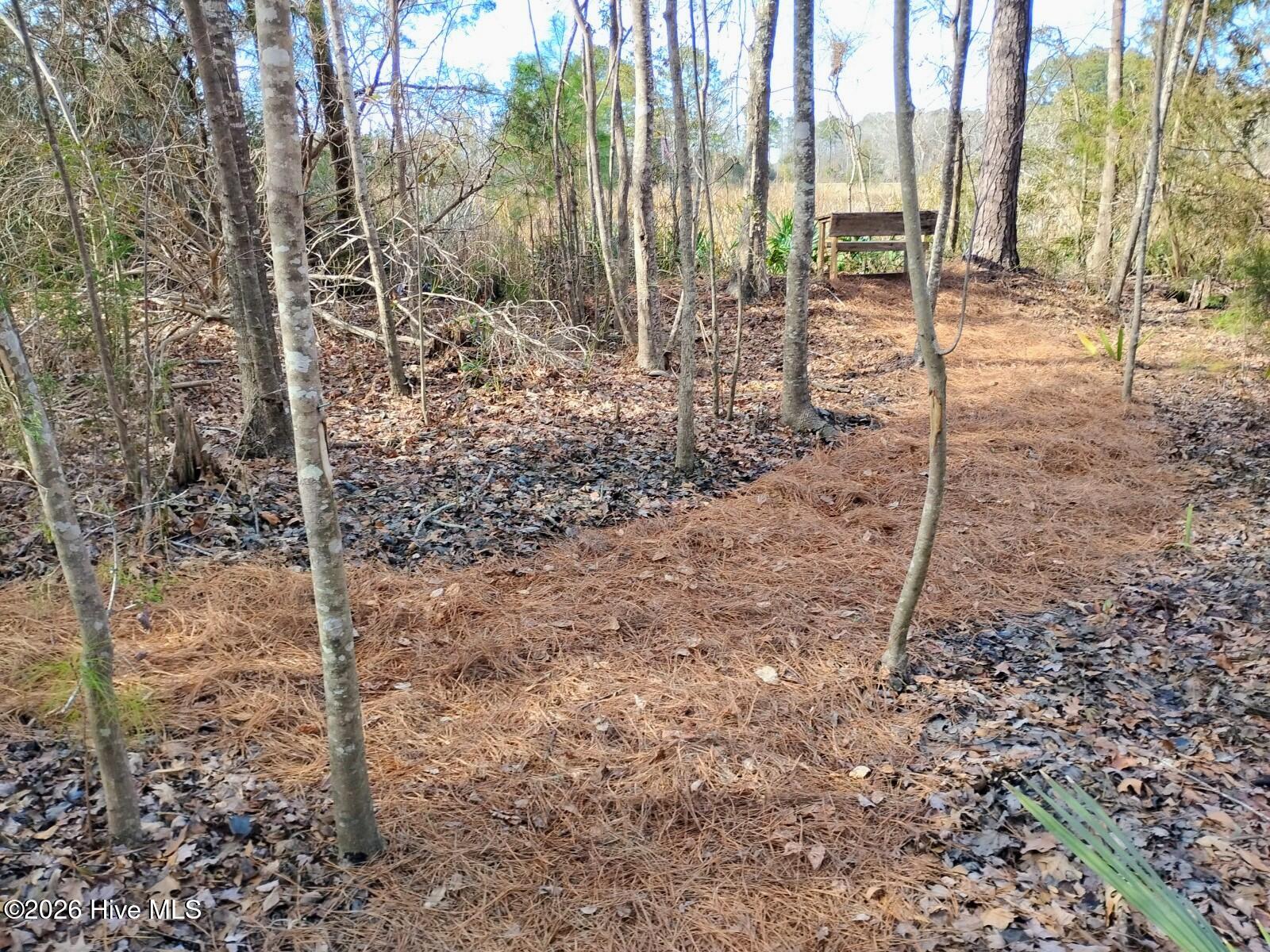 40 Alligator Creek Road Merritt, NC 28556 - Photo 7 of 14 Path pic 2