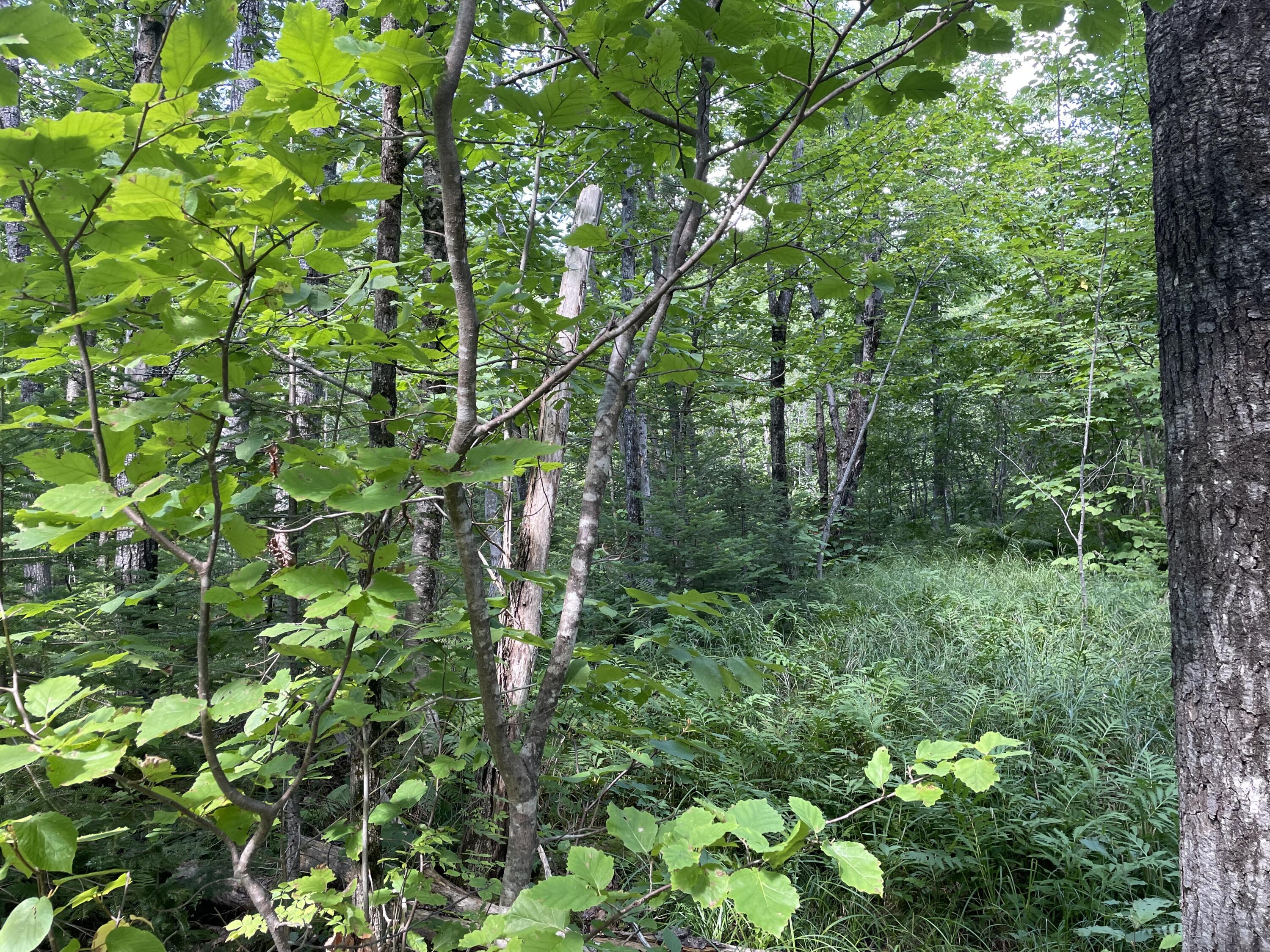 R17-l13 Weld Road Phillips, ME 04966 - Photo 6 of 6 IMG_2049