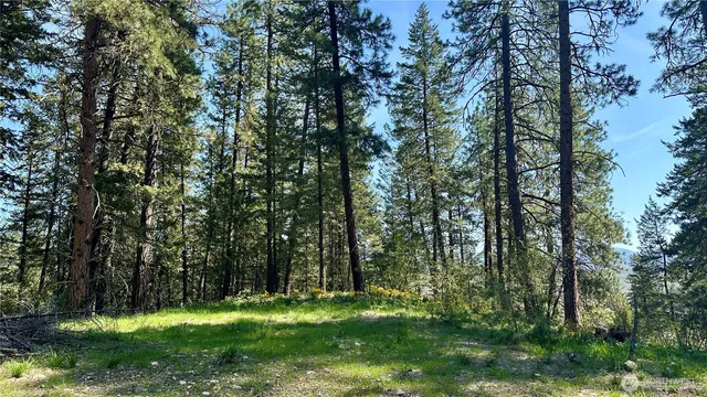 a view of a trees in a yard