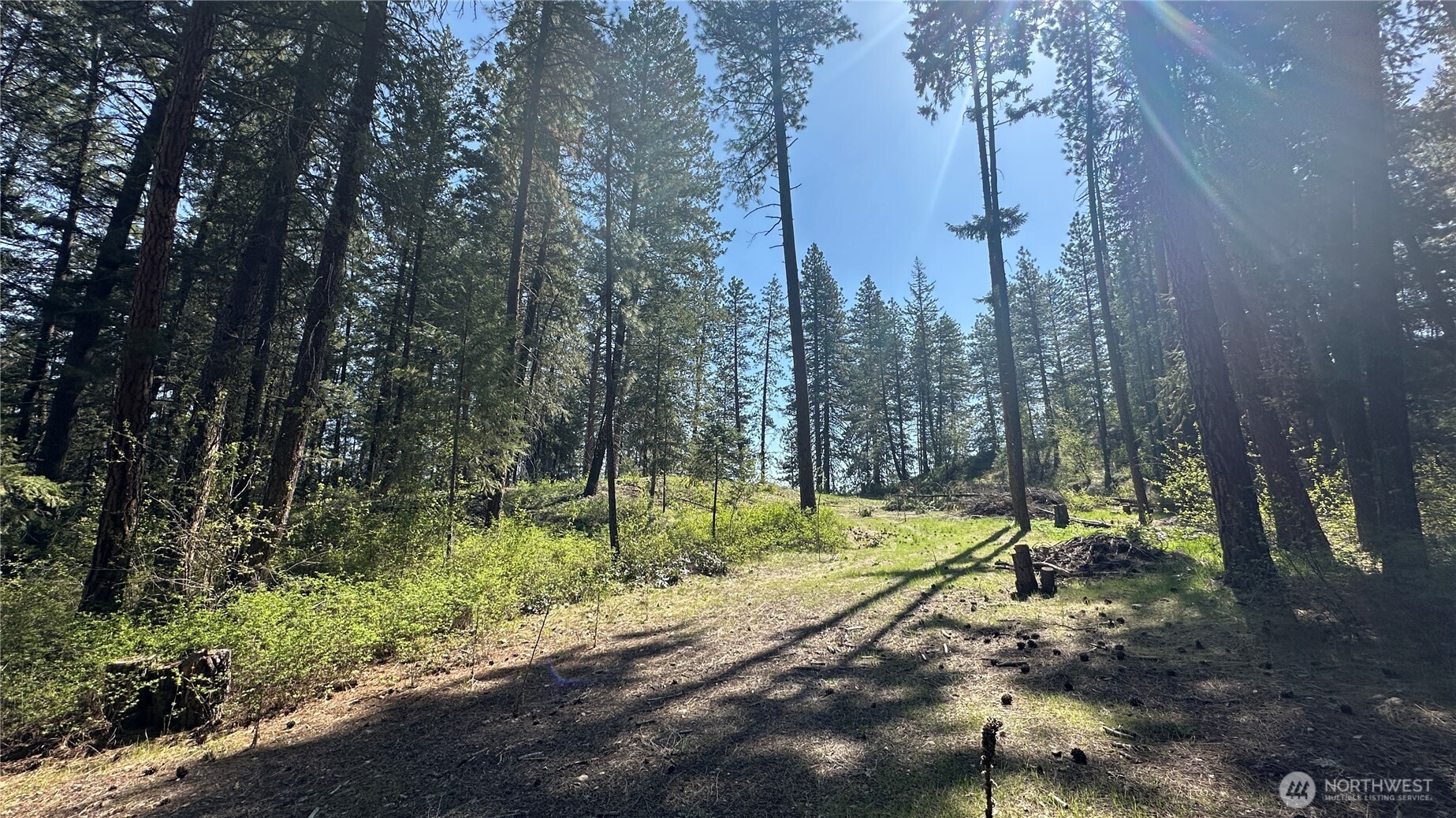 13 Sundance Road Winthrop, WA 98862 - Photo 11 of 40 a view of a tree in a yard