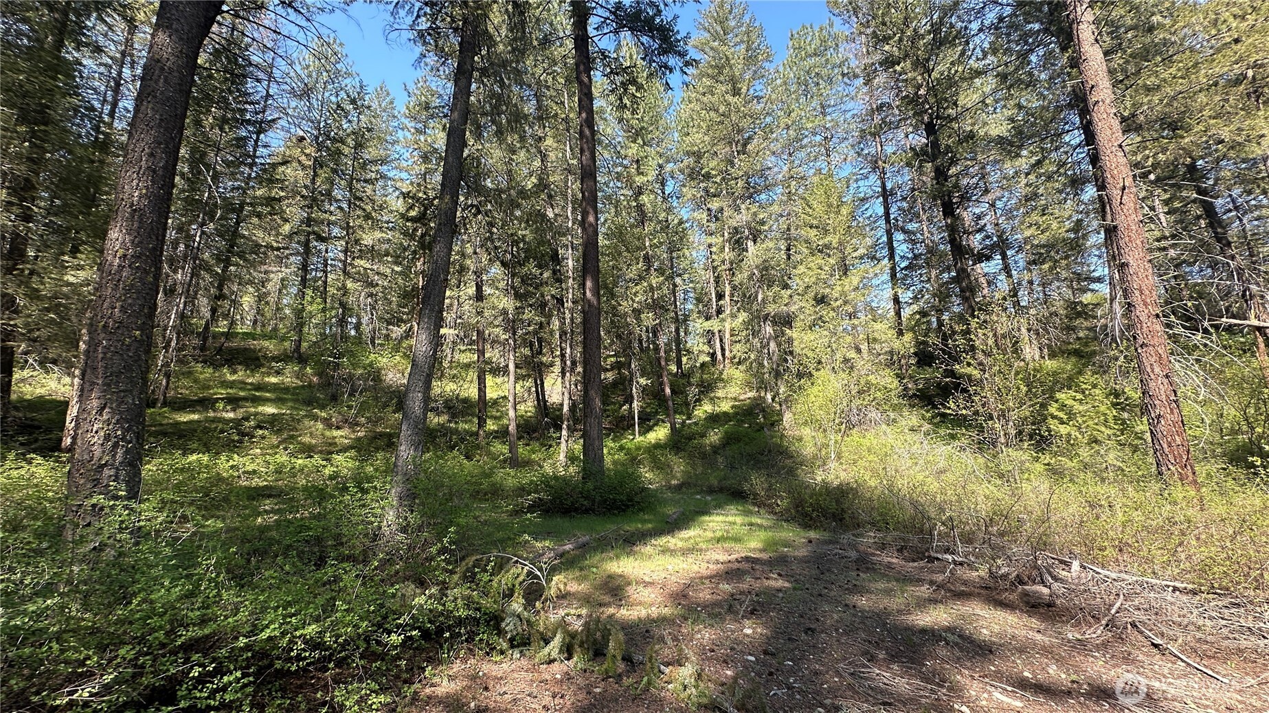 13 Sundance Road Winthrop, WA 98862 - Photo 12 of 40 a big yard with lots of trees