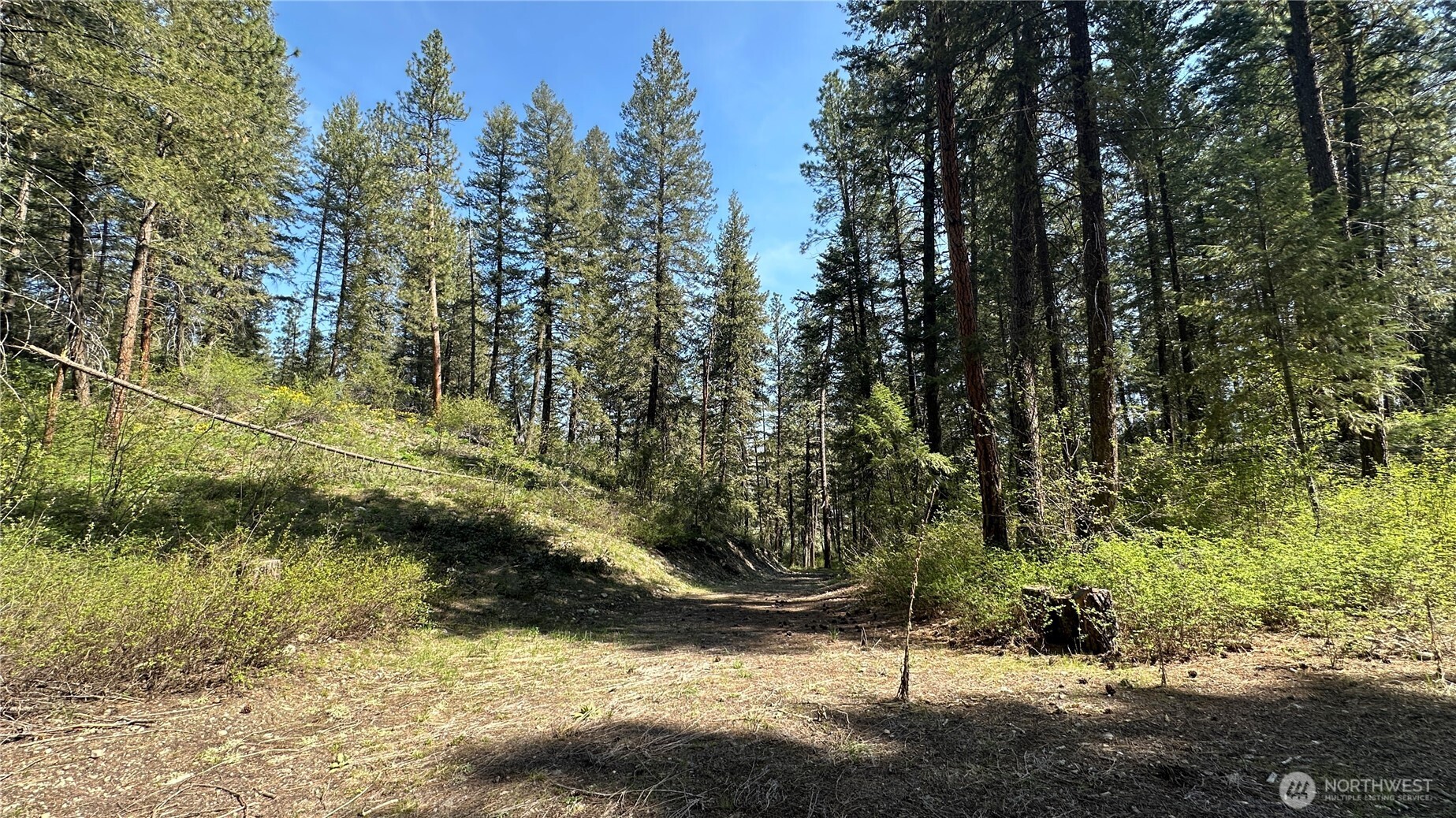 13 Sundance Road Winthrop, WA 98862 - Photo 19 of 40 a view of a yard with large trees