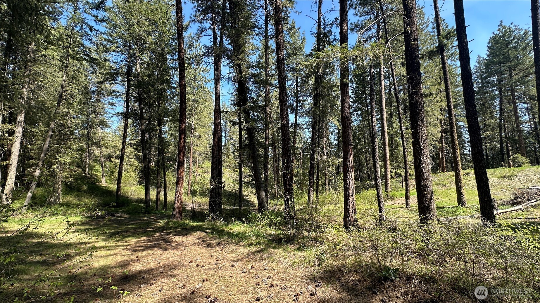 13 Sundance Road Winthrop, WA 98862 - Photo 20 of 40 a view of outdoor space with lots of trees