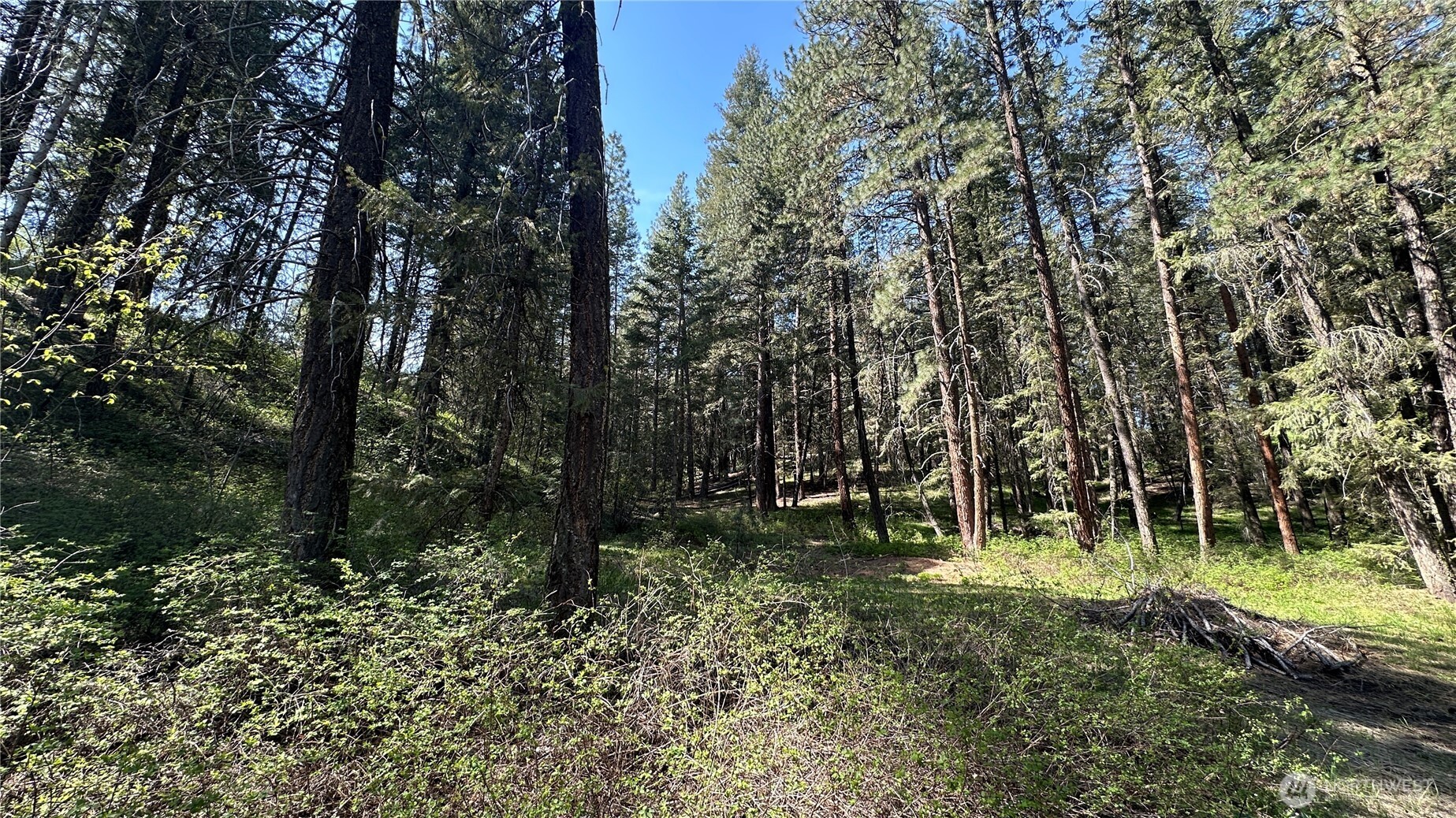 13 Sundance Road Winthrop, WA 98862 - Photo 22 of 40 a big yard with lots of green space and plants