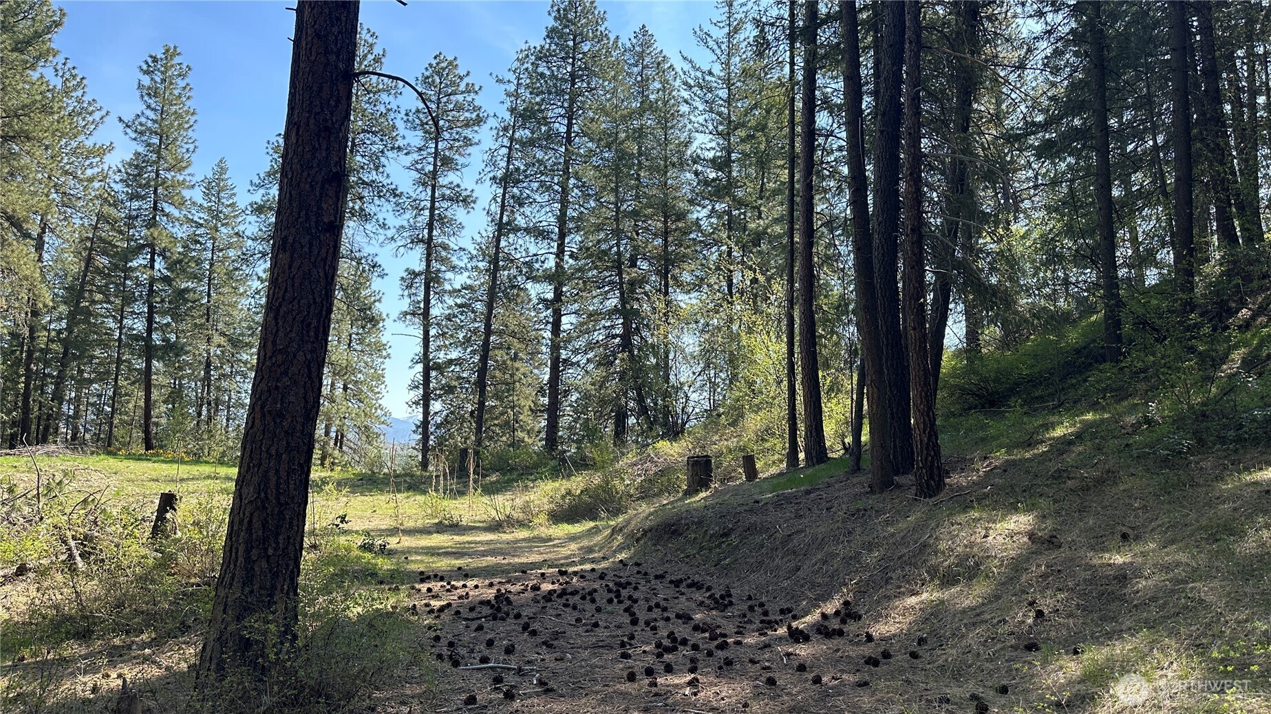 13 Sundance Road Winthrop, WA 98862 - Photo 26 of 40 a view of a yard with large trees