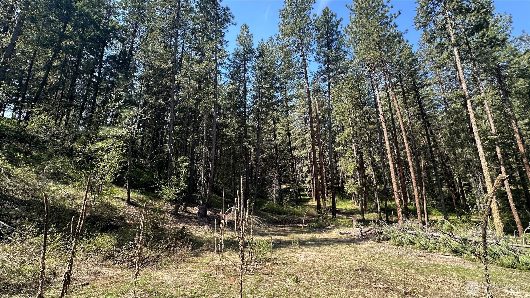13 Sundance Road Winthrop, WA 98862 - Photo 30 of 40 a view of a forest filled with trees