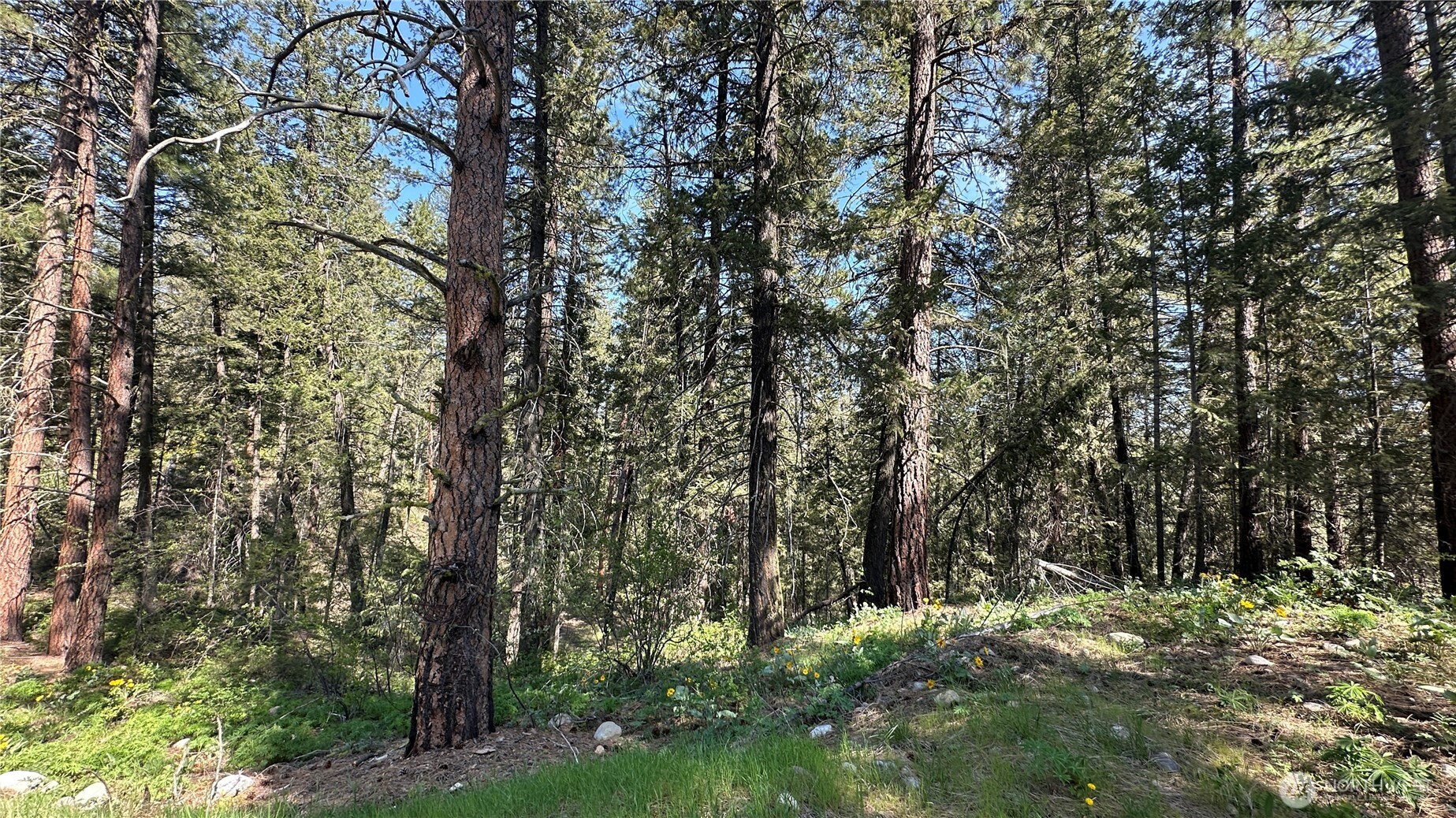 13 Sundance Road Winthrop, WA 98862 - Photo 32 of 40 a view of a forest with trees