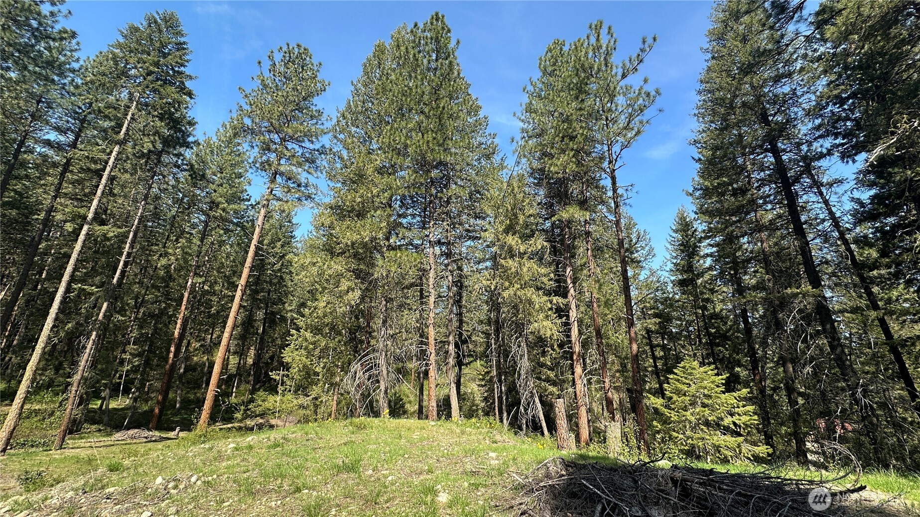 13 Sundance Road Winthrop, WA 98862 - Photo 35 of 40 a view of a yard with large trees