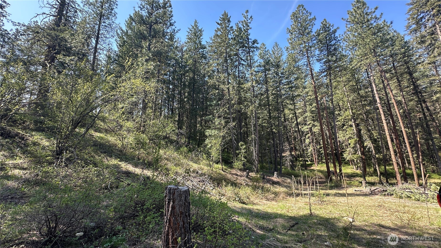 13 Sundance Road Winthrop, WA 98862 - Photo 38 of 40 a view of a tree with a yard