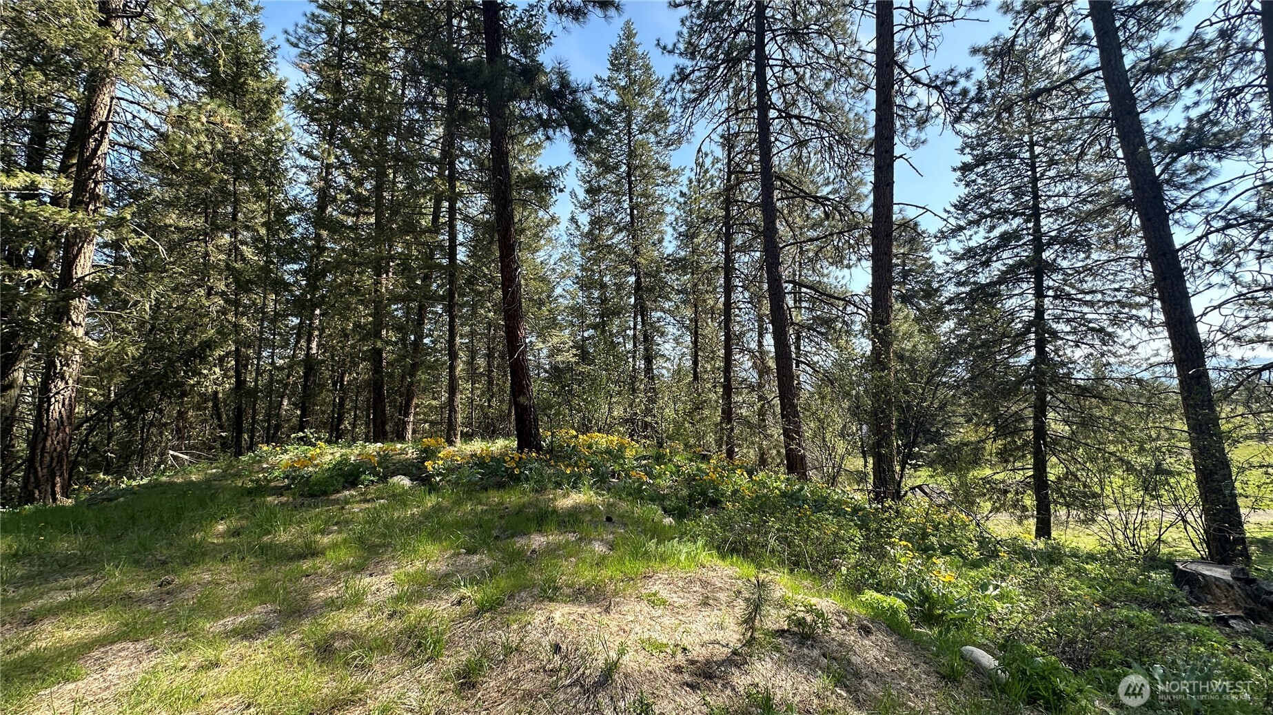 13 Sundance Road Winthrop, WA 98862 - Photo 39 of 40 a big yard with lots of green space and trees
