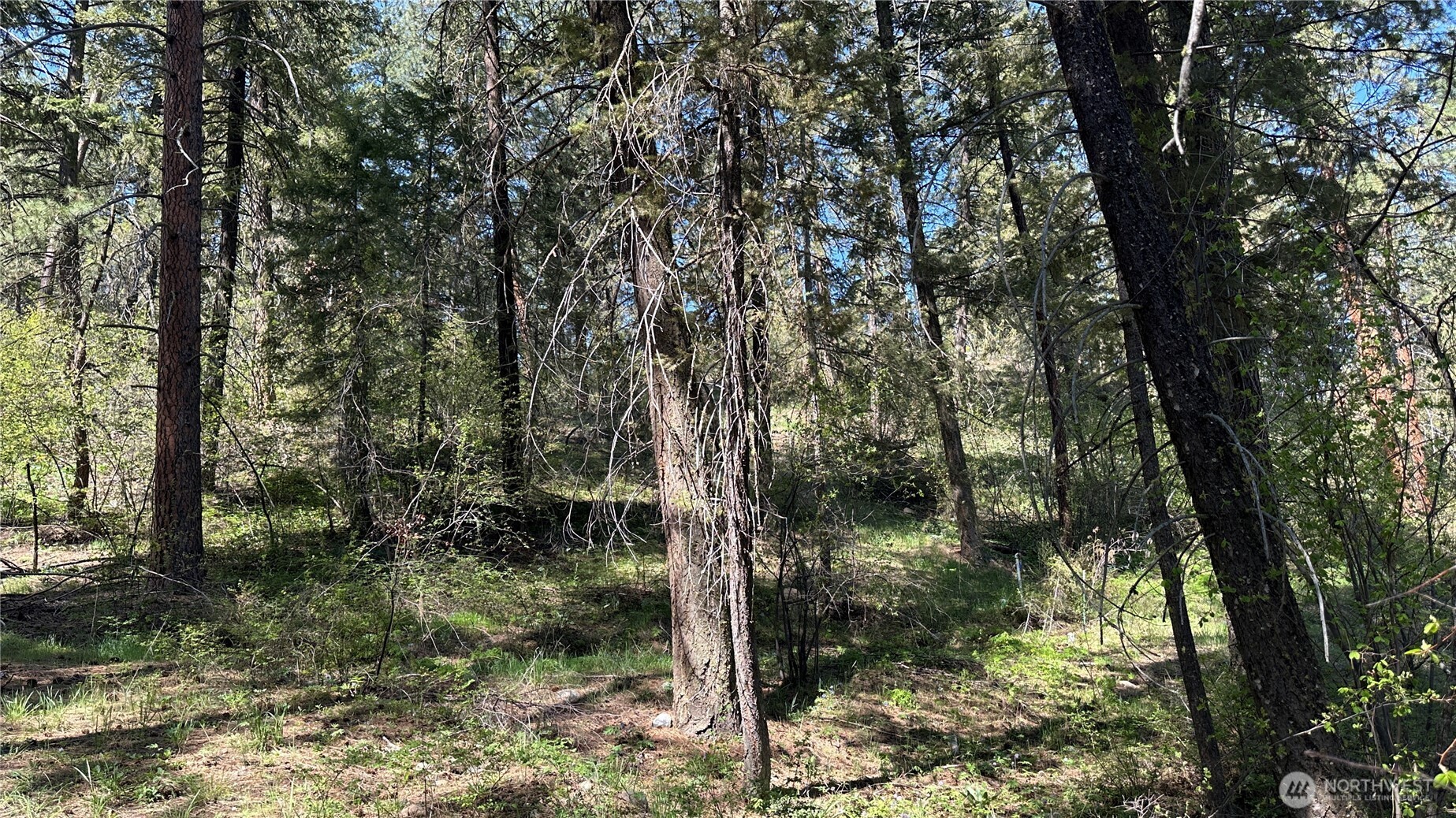 13 Sundance Road Winthrop, WA 98862 - Photo 4 of 40 a view of a forest