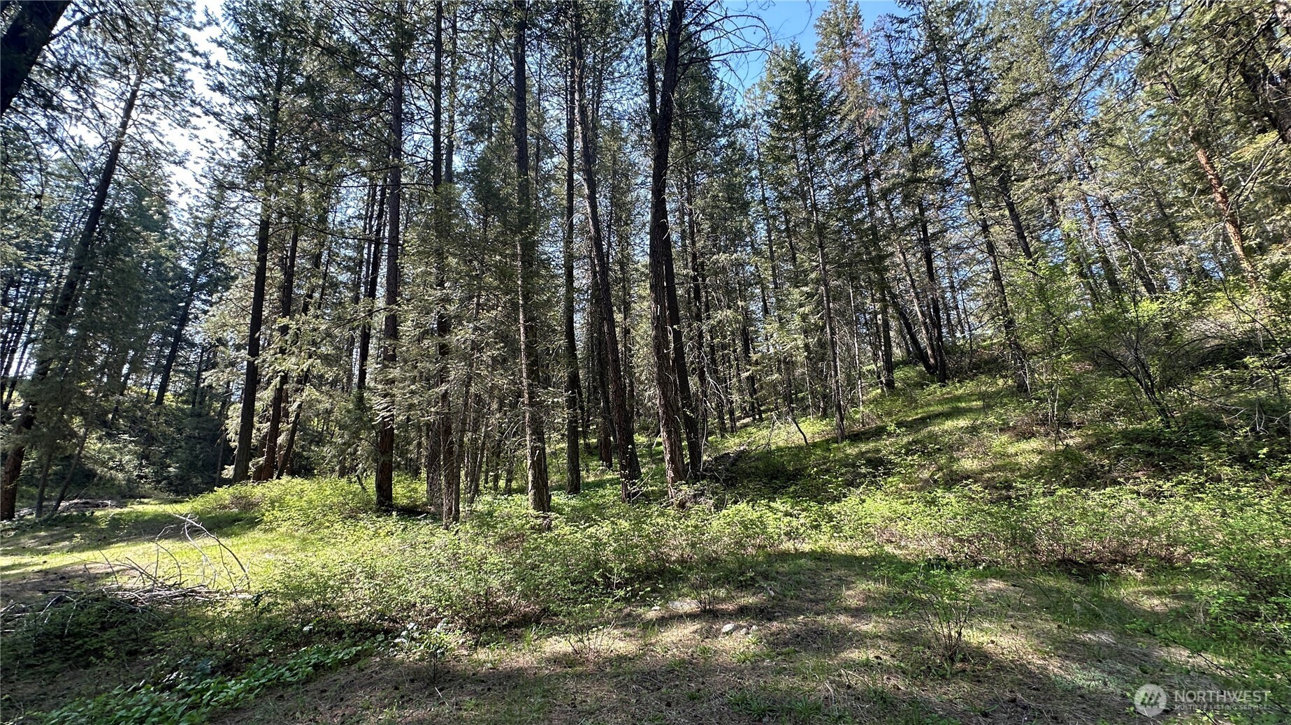 13 Sundance Road Winthrop, WA 98862 - Photo 5 of 40 a view of outdoor space and trees