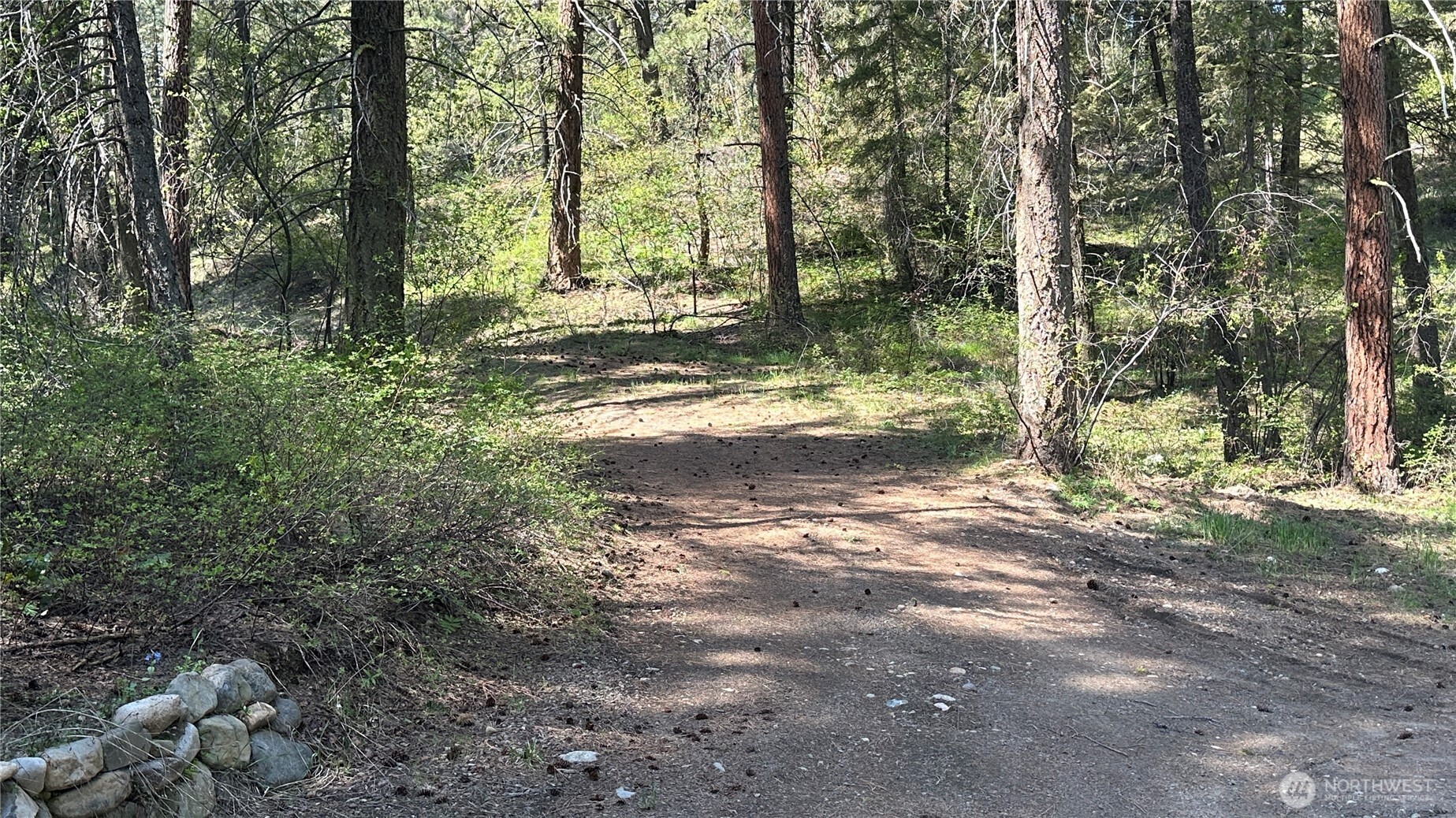 13 Sundance Road Winthrop, WA 98862 - Photo 7 of 40 a view of a forest with trees