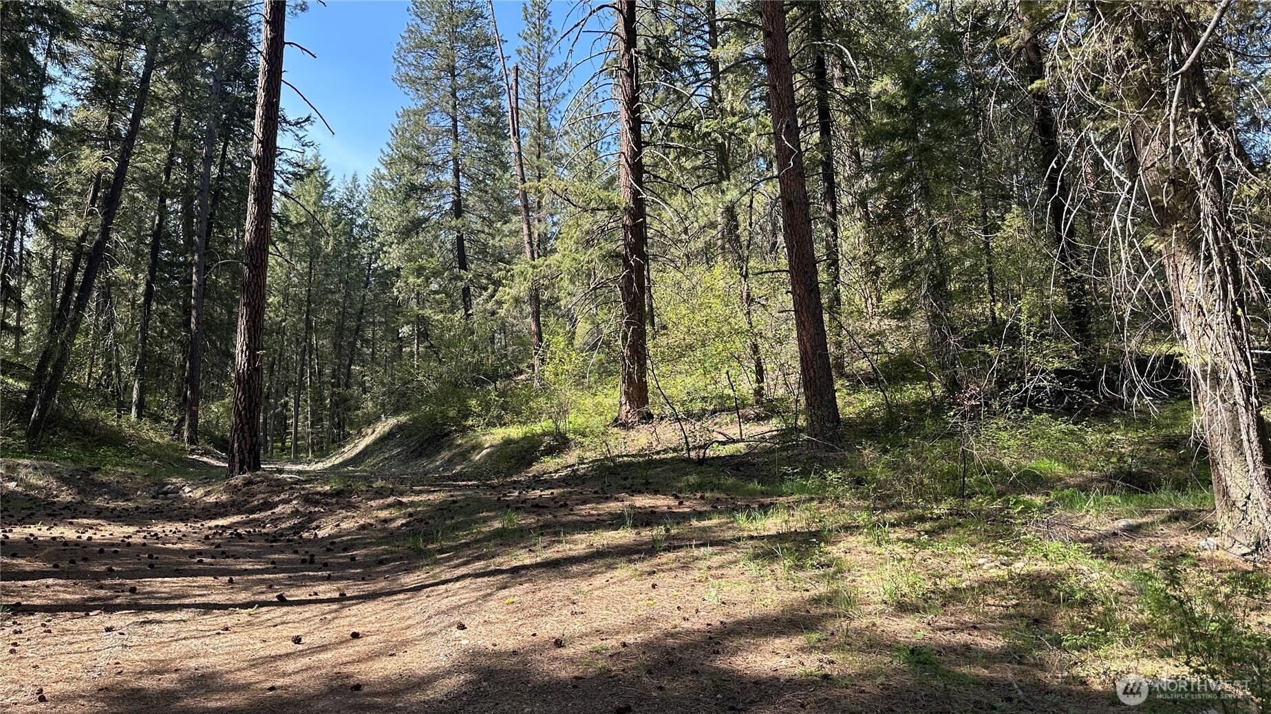 13 Sundance Road Winthrop, WA 98862 - Photo 8 of 40 a view of a tree in the middle of a yard