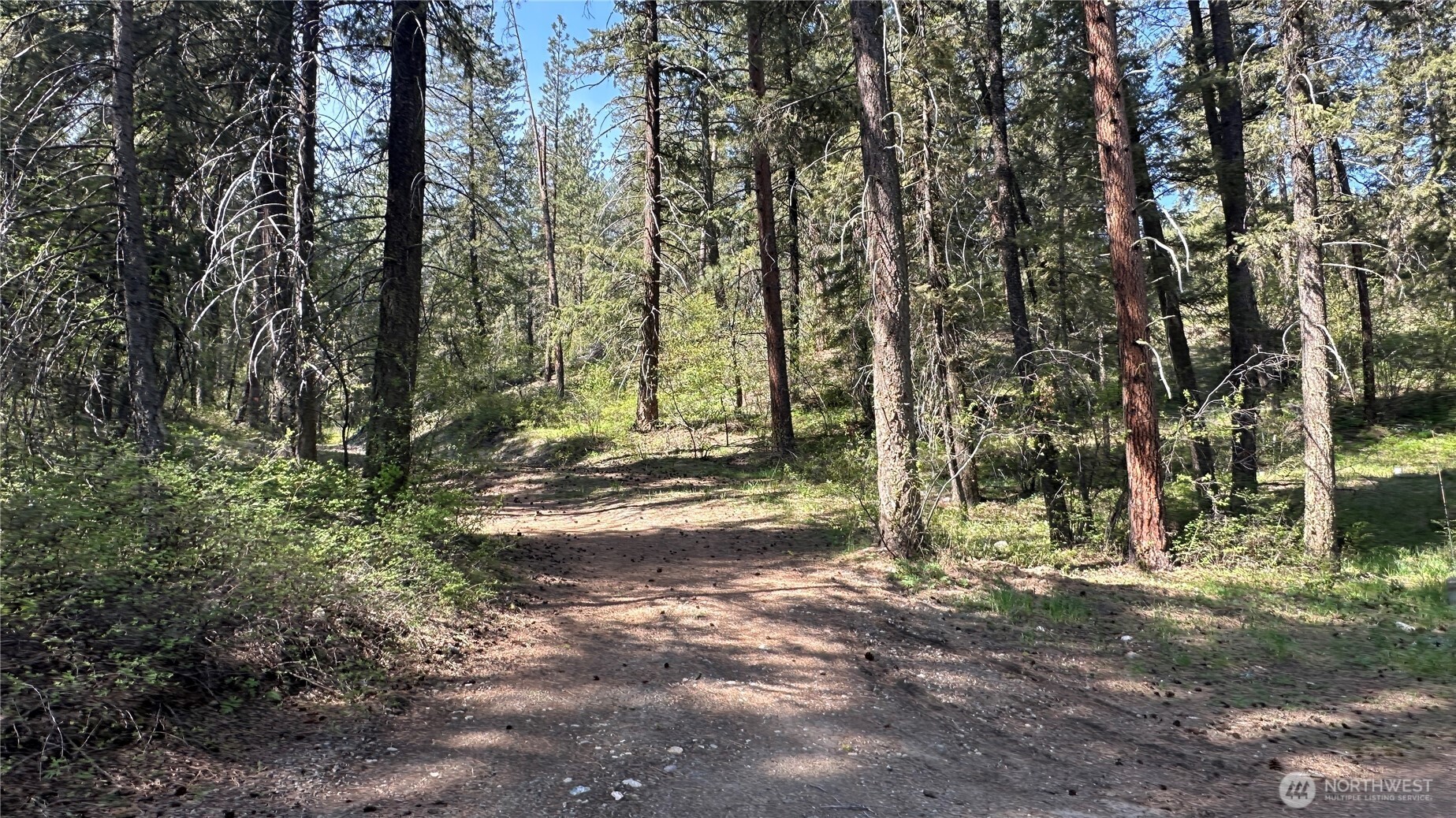 13 Sundance Road Winthrop, WA 98862 - Photo 9 of 40 a view of backyard space with trees