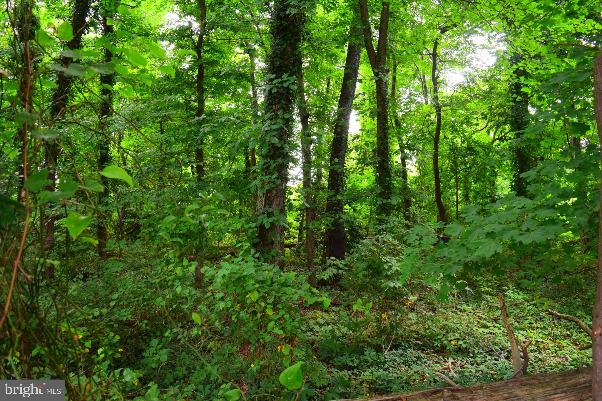 8809 Battery Road Alexandria, VA 22308 - Photo 10 of 27 Yard backs to Ft. Hunt Park