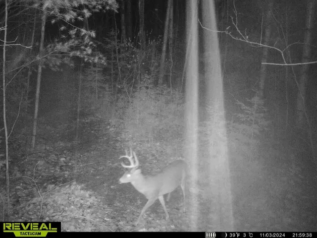 $59,900 | Cole School Road, Pembine, WI 54156