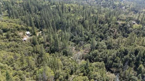 a view of a forest with a tree