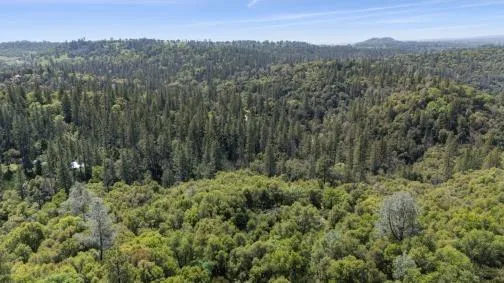 a view of a lush green forest with mountains in the background