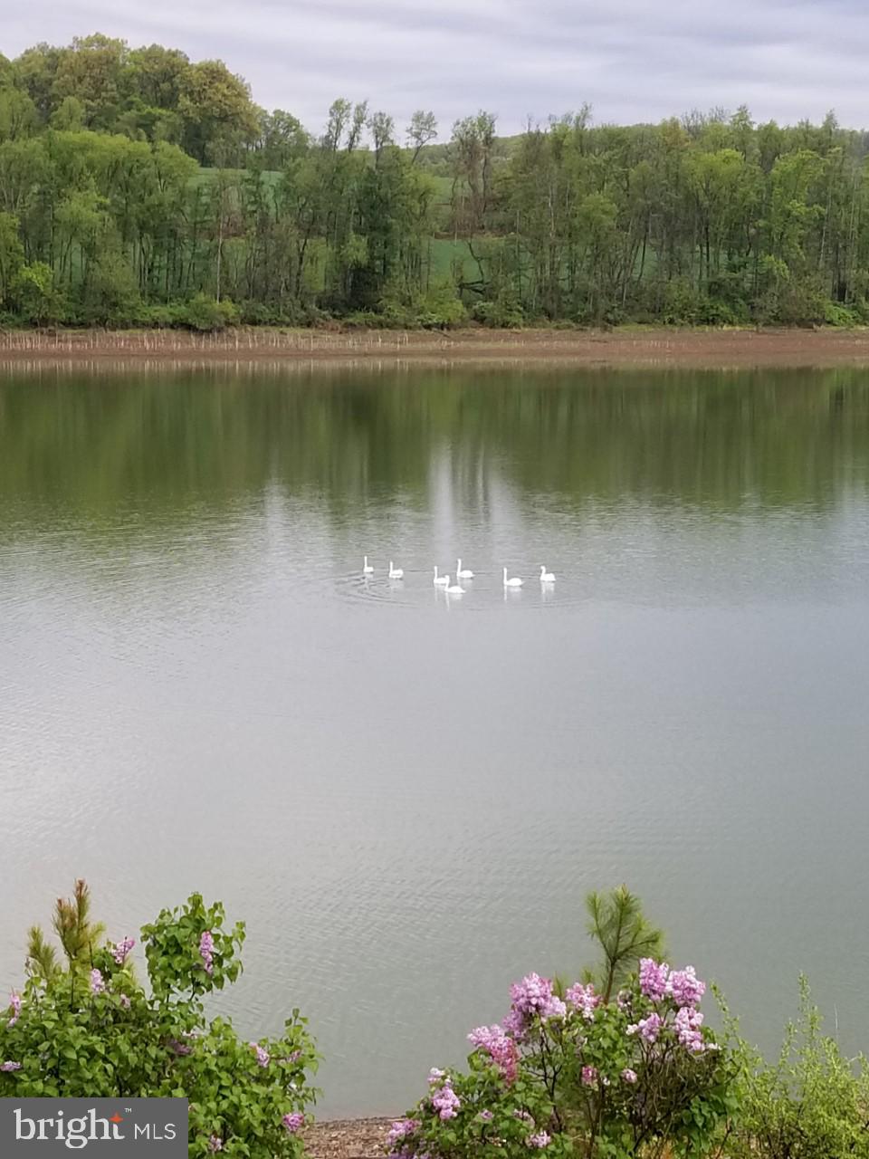 306 Deer Trail Drive Spring Grove, PA 17362 - Photo 3 of 44 Swans on the lake- view from great room