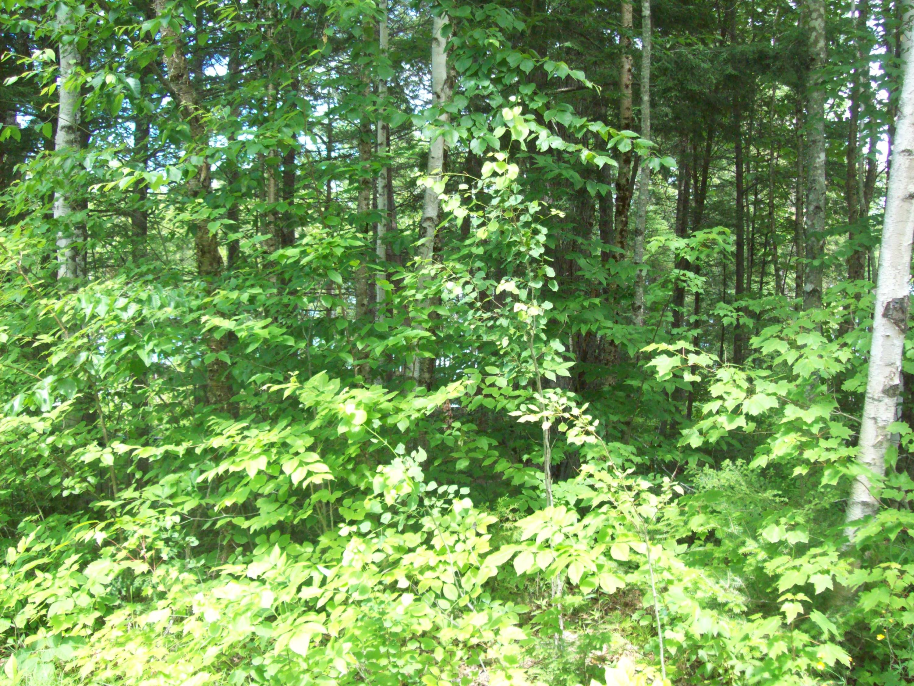 Tbd Egg Pond Road Lincoln, ME 04457 - Photo 2 of 10 100_0923