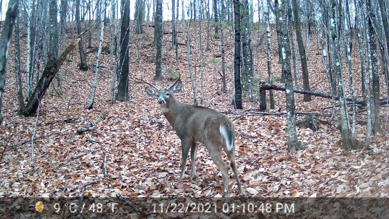 R15-l41 Valley Road Sumner, ME 04292 - Photo 9 of 9 BGSumner deer 2
