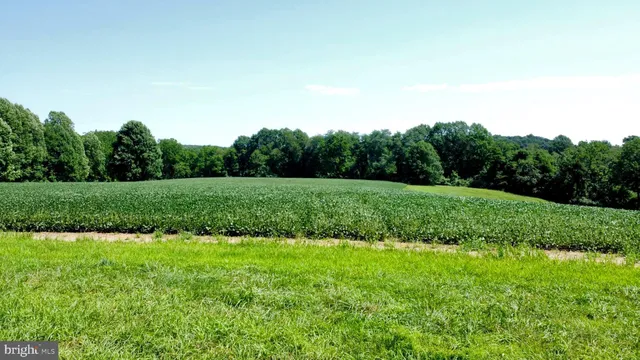 a view of a grassy field with trees