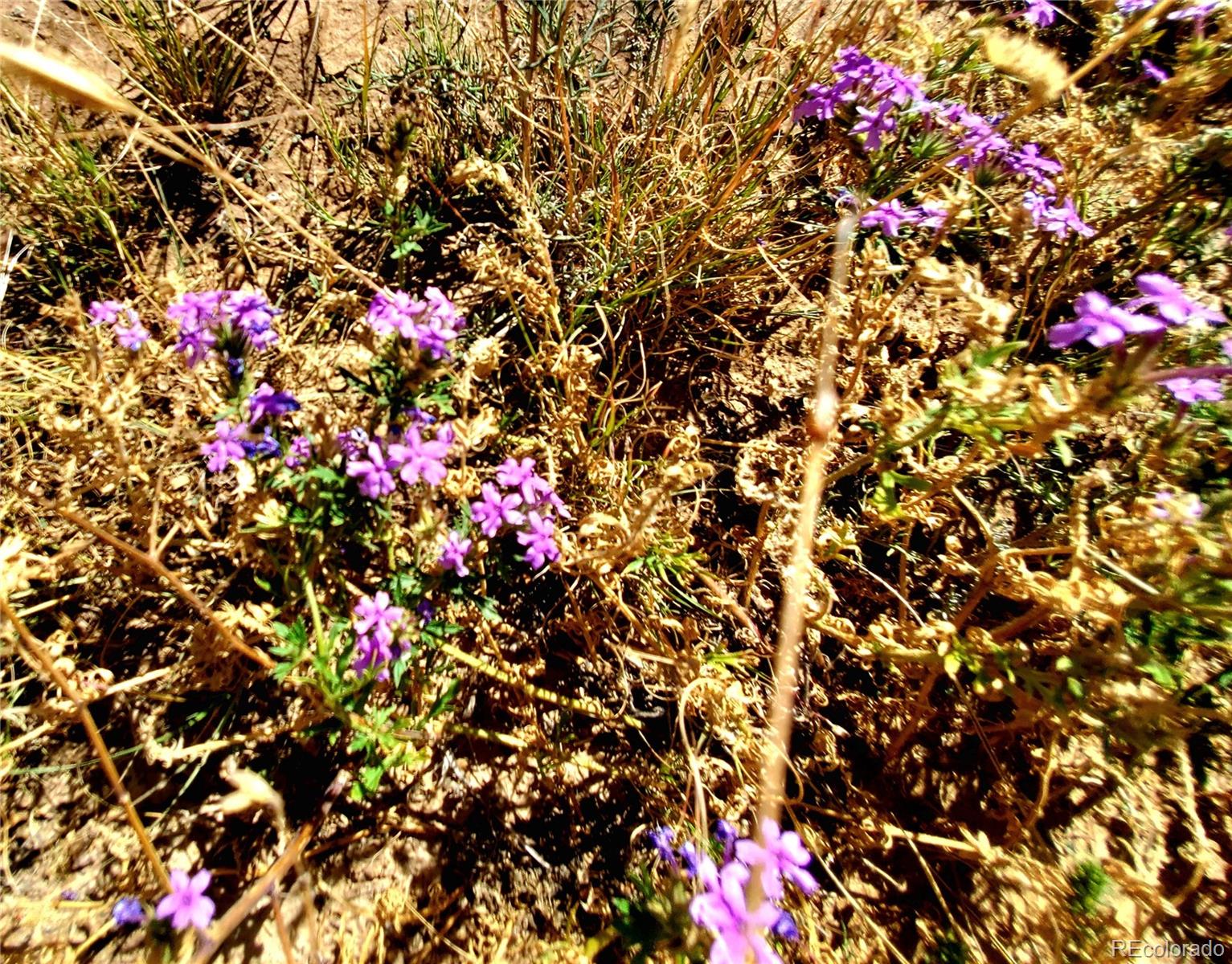 650 County Road, Unit 3 Rye, CO 81069 - Photo 22 of 25