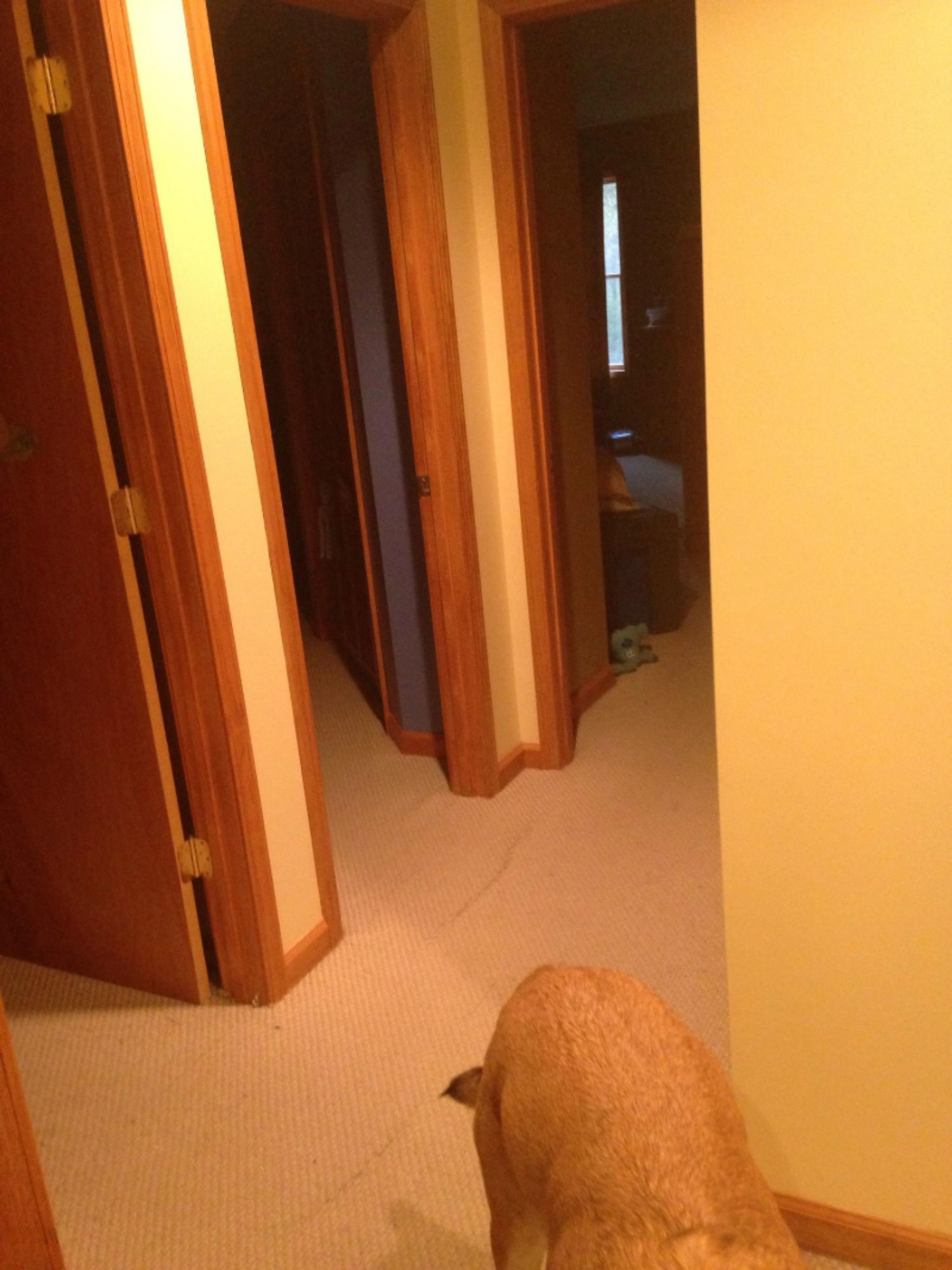 11433 Case Road Bellevue, MI 49021 - Photo 11 of 18 hallway