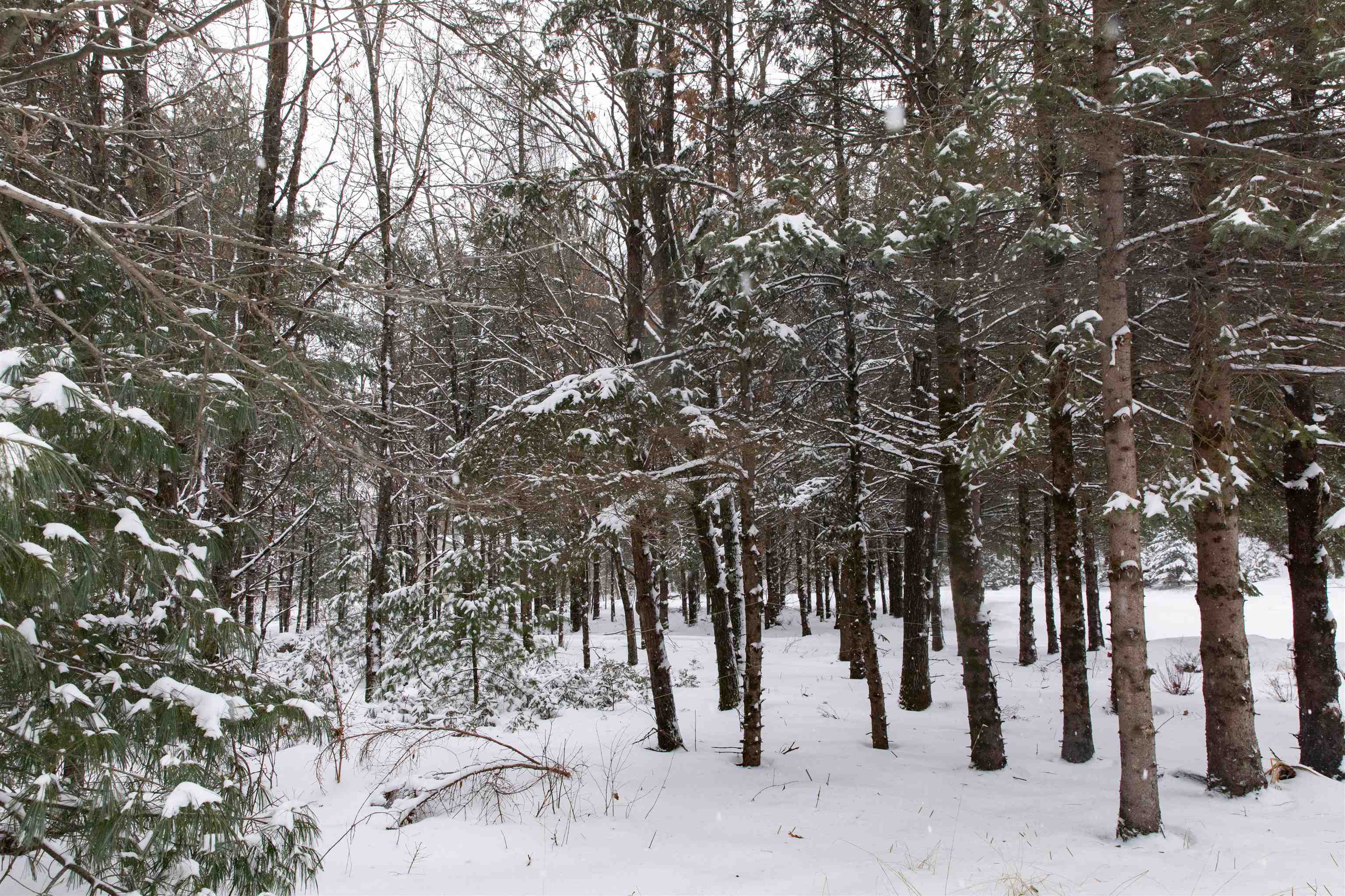 N1545 4th Coloma, WI 54930 - Photo 83 of 89