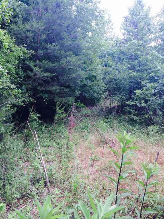 12-acres Ridgefield Road Westminster, SC 29693 - Photo 5 of 6 Gallery Image 5