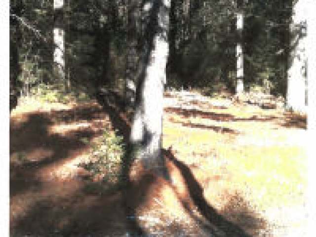 Near Pioneer Road, Unit 20 ACRES Conover, WI 54519 - Photo 3 of 4 Gallery Image 3