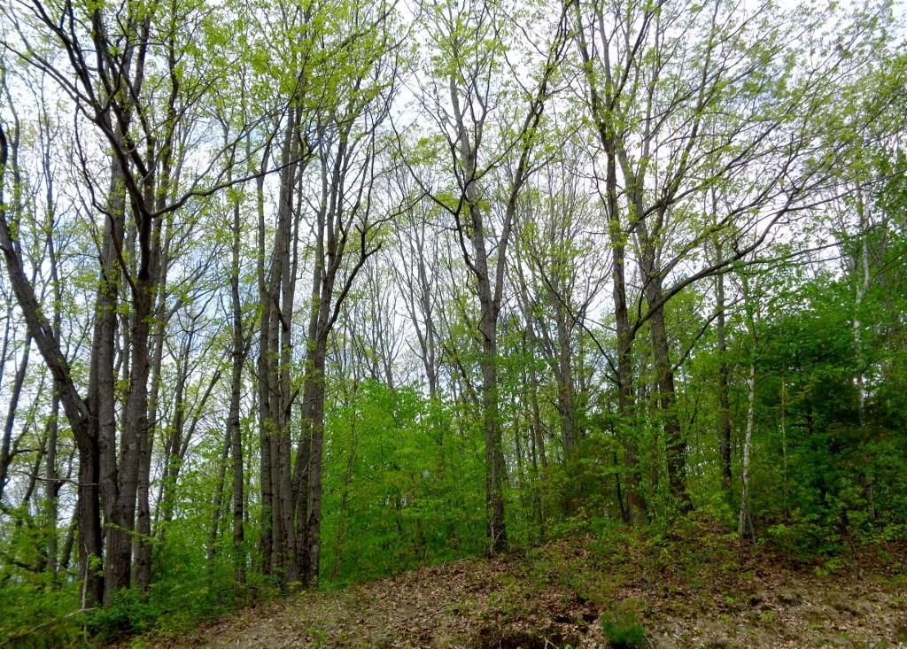 M9-l16 River Road Waterville, ME 04901 - Photo 10 of 11 Land/Lot