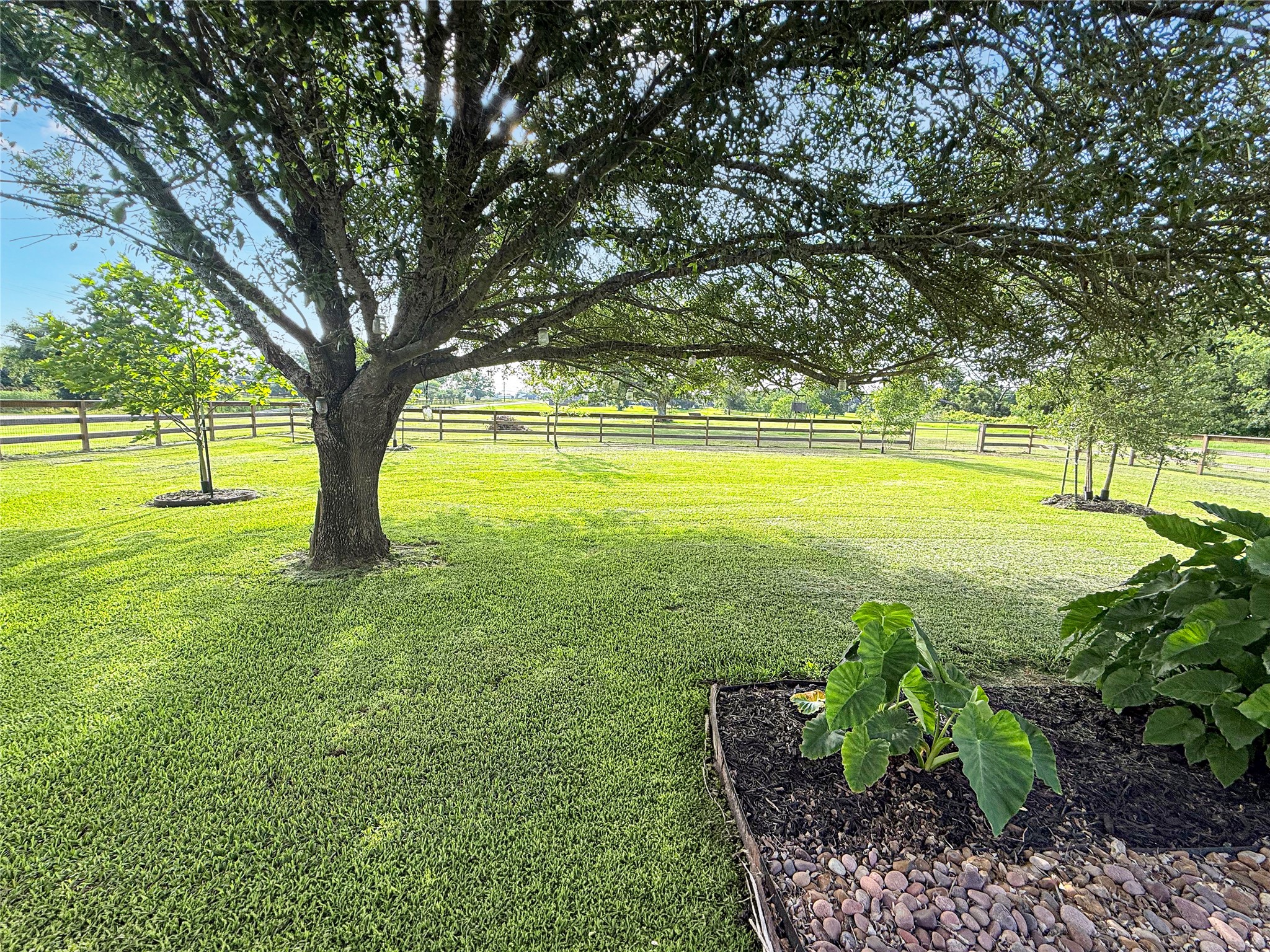 807 Mill Road Angleton, TX 77515 - Photo 41 of 46 Shaded by a majestic live oak, the backyard offers comfort, beauty, and peaceful outdoor living.