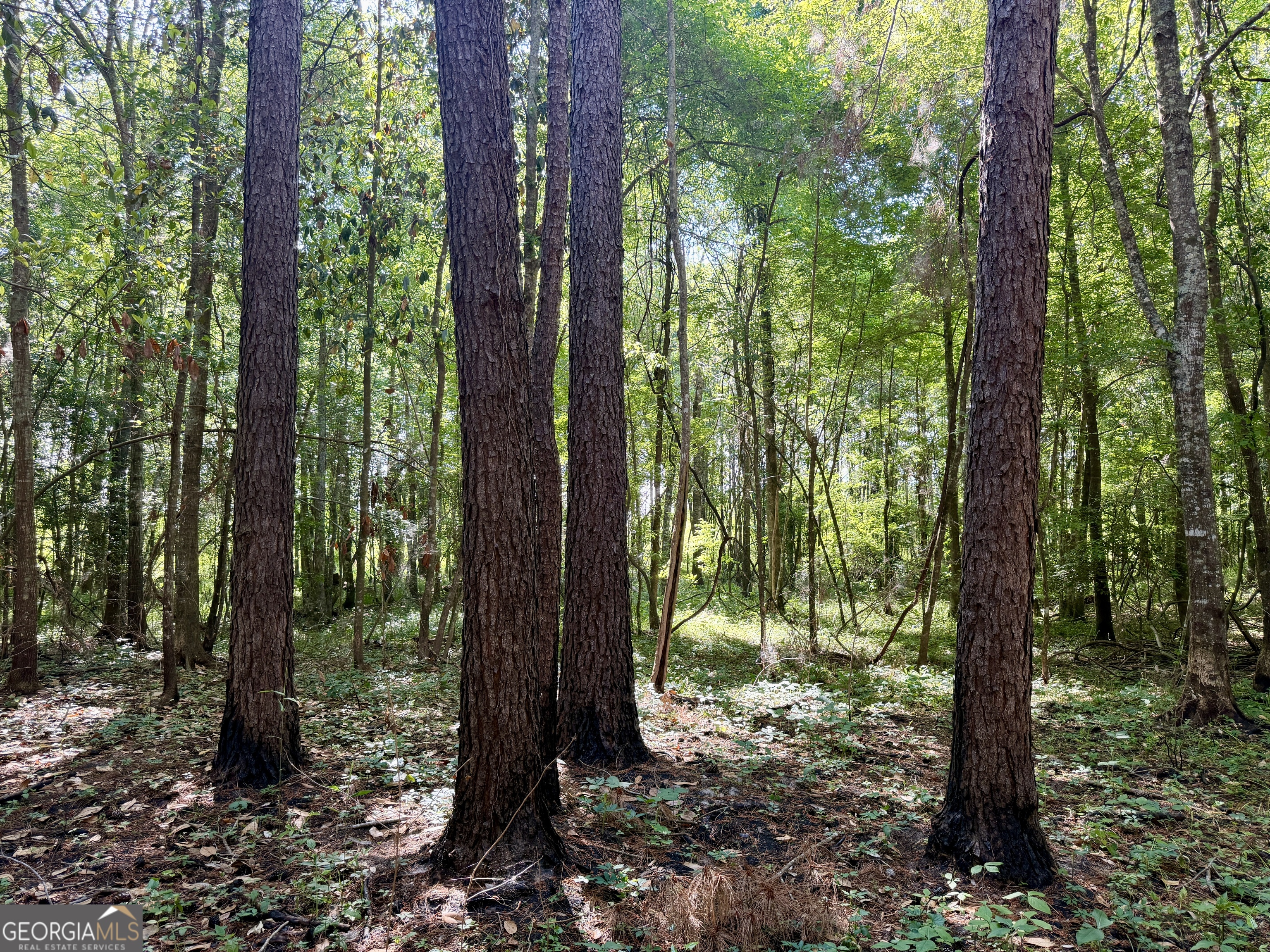 0 Folds Road Pineview, GA 31071 - Photo 14 of 63