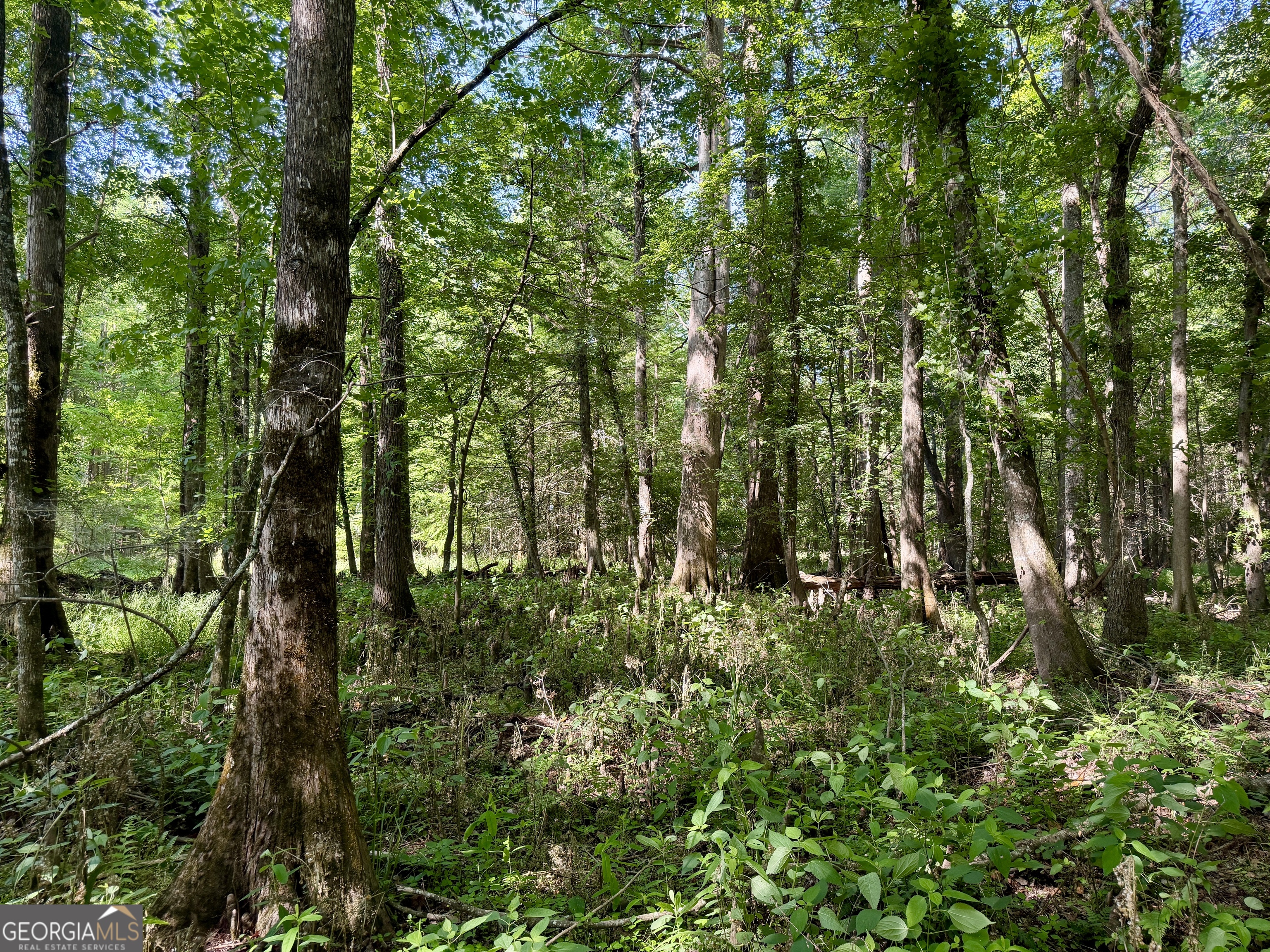 0 Folds Road Pineview, GA 31071 - Photo 60 of 63