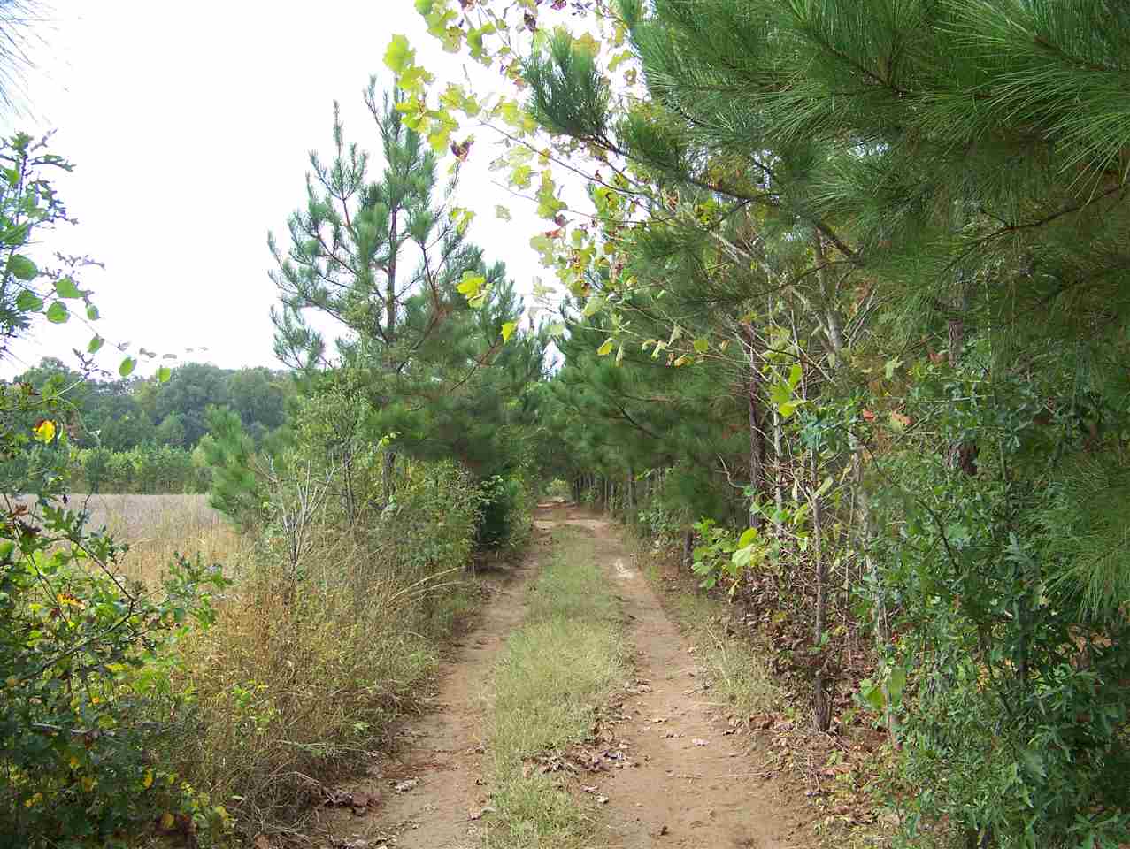 3 Middle Bridge Road Savannah, TN 38372 - Photo 14 of 24 Gallery Image 14