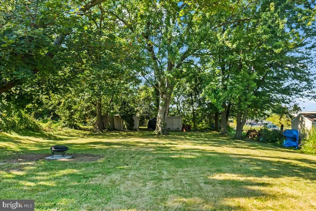 a view of a park with large trees