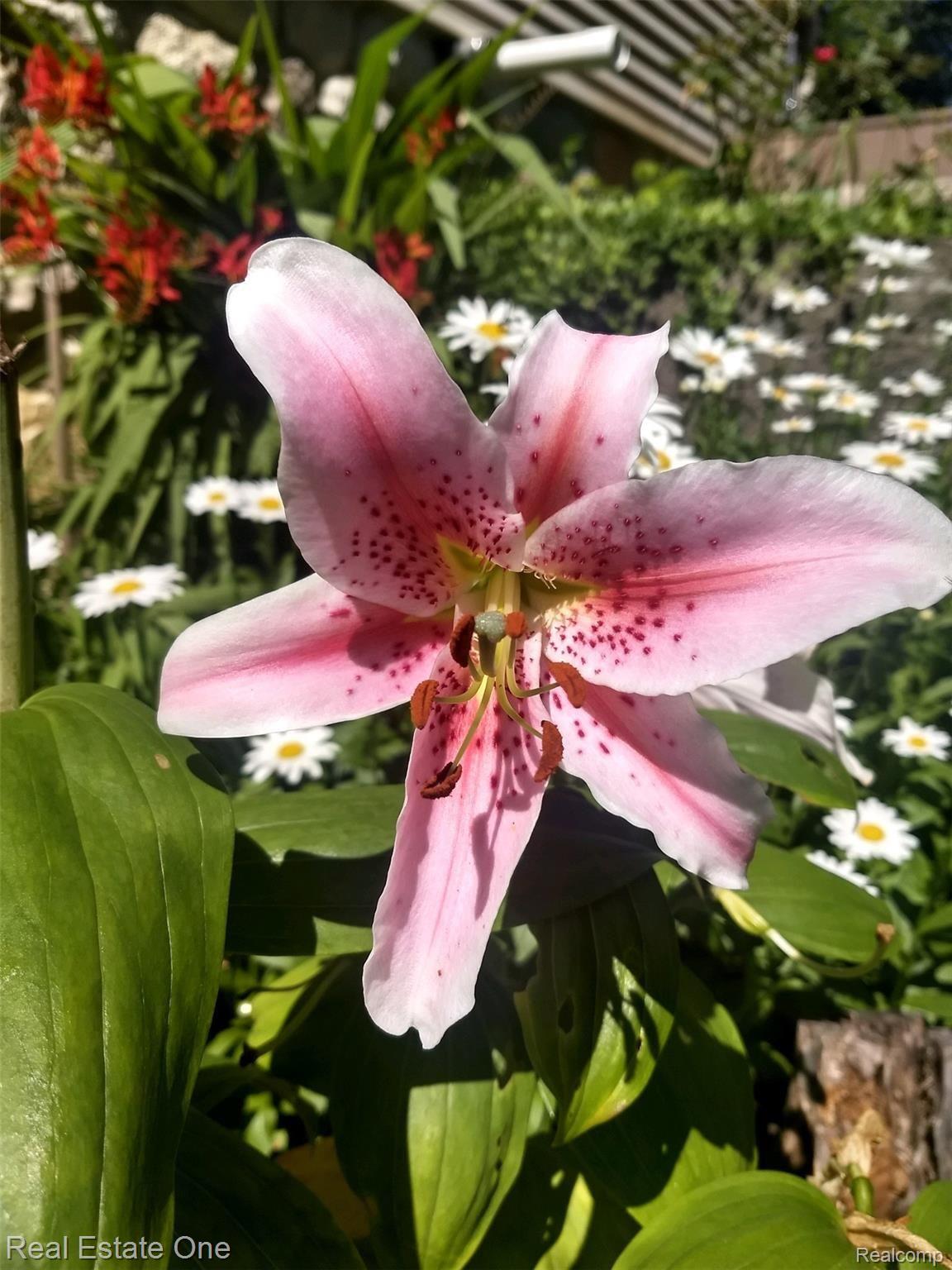 2722 Piney Ridge Road Ludington, MI 49431 - Photo 15 of 64 One of the beautiful flower in the perennial garden