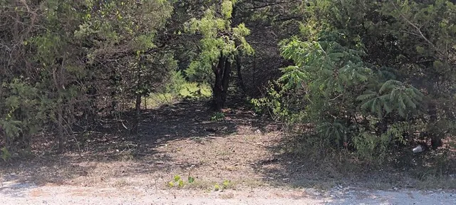 a view of a yard with plants and trees