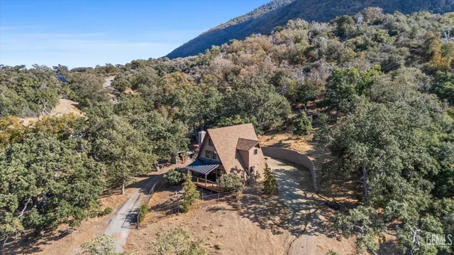 a view of a forest with a tree