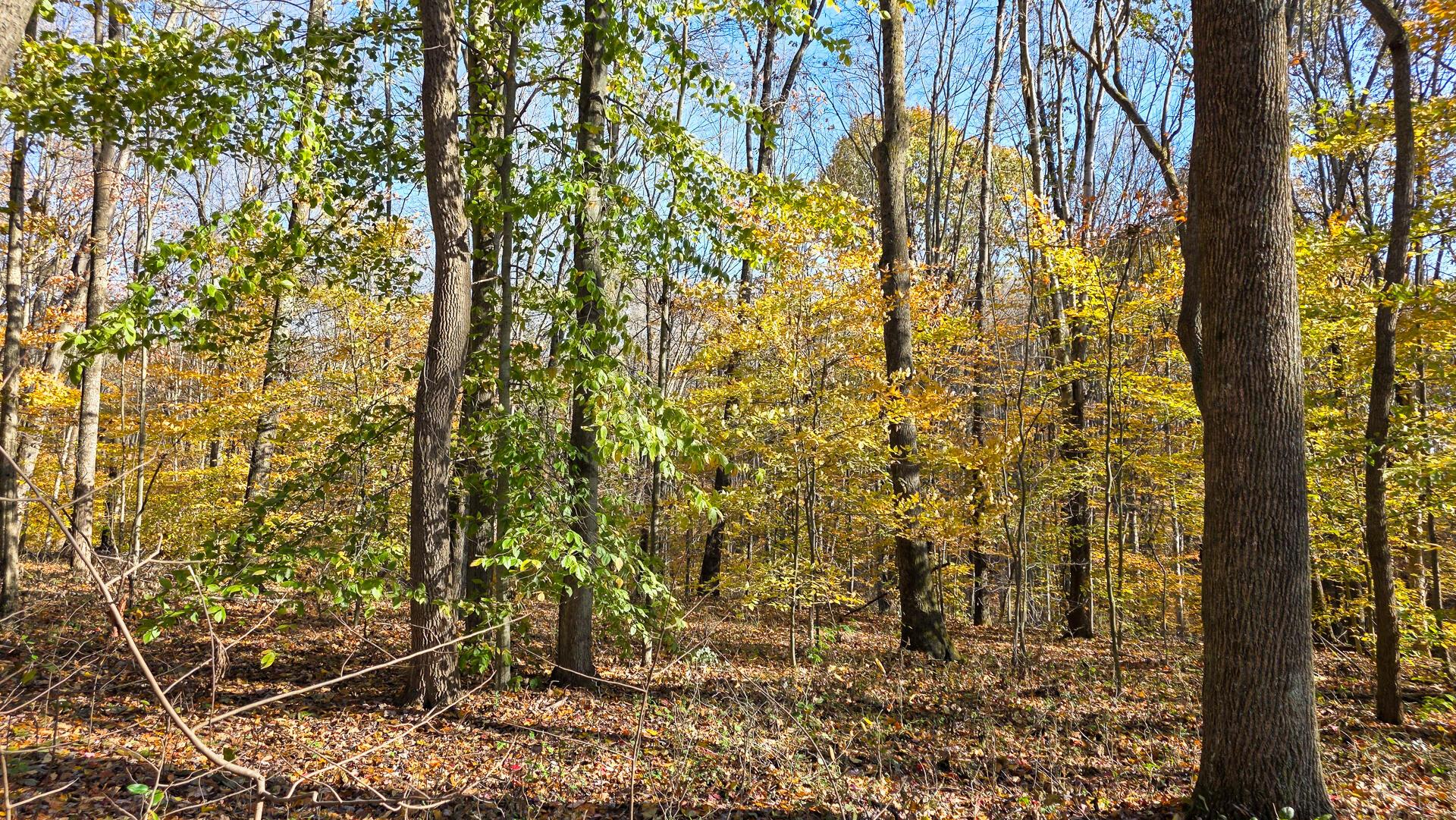871 Poplar Ridge Road, Unit PONDS POPLAR RIDGE TRACT 13) Gallipolis, OH 45631 - Photo 36 of 36 CT-36