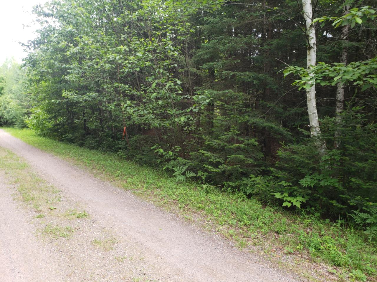 Lot 5 Blue Heron Ridge Road Mercer, WI 54547 - Photo 7 of 13 Gallery Image 7