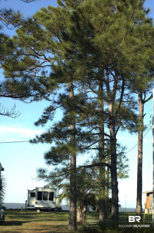8599 West Fort Morgan Road West Gulf Shores, AL 36542 - Photo 6 of 17 large pines on property