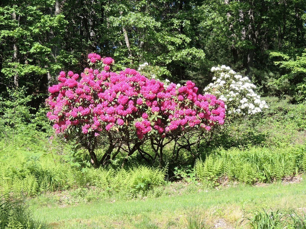 76 Wolf Rock Road Carlisle, MA 01741 - Photo 19 of 20 a pink flowers in front of a house